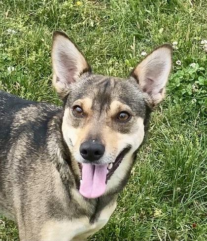 Fe Fe, ADOPTABLE, Young Female Shepherd.