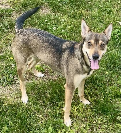 Enlarge Fe Fe, a ADOPTABLE Shepherd in Glasgow, KY image 2/2