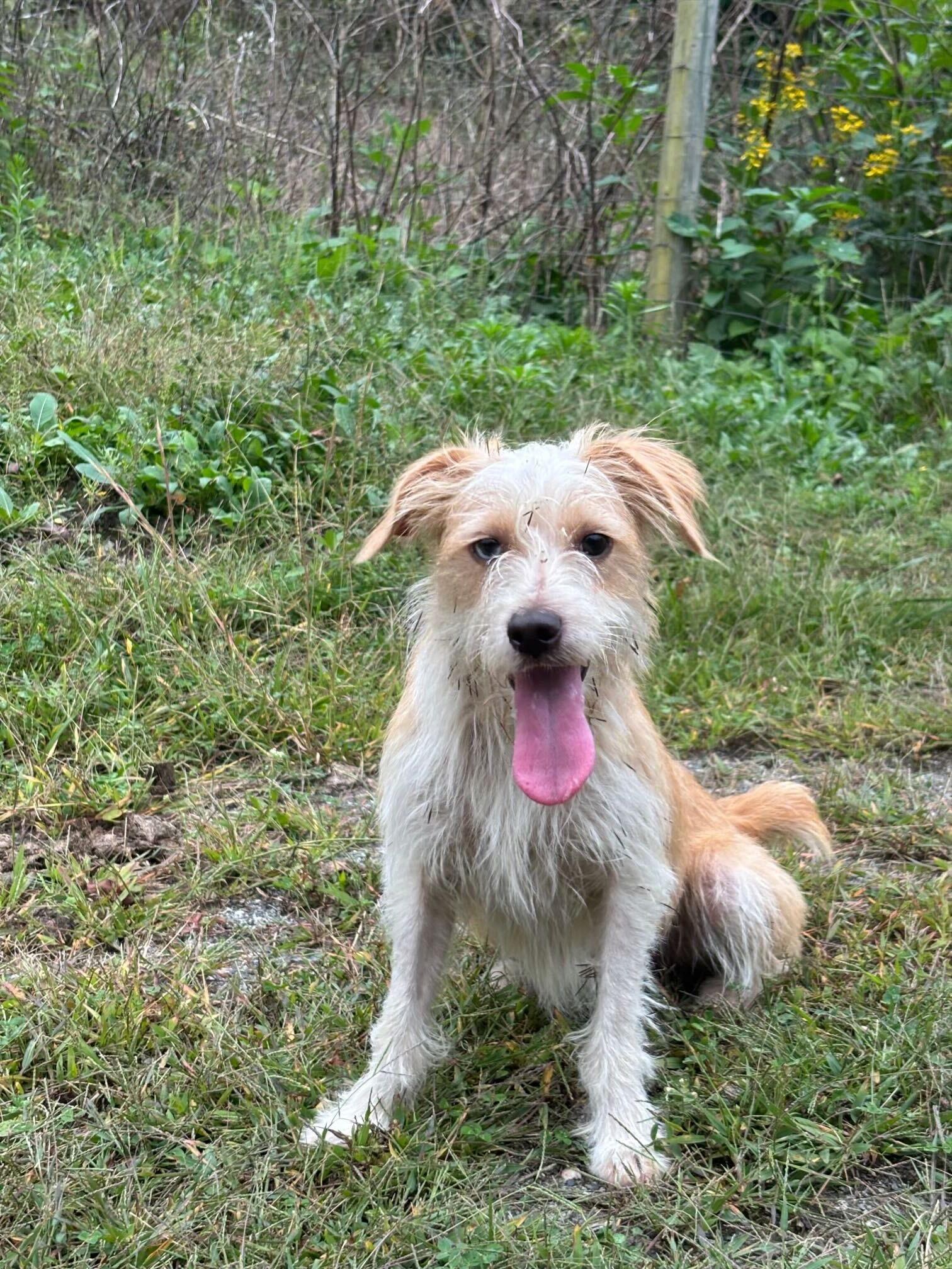 Whispy, Adoptable, Adult Male Terrier.