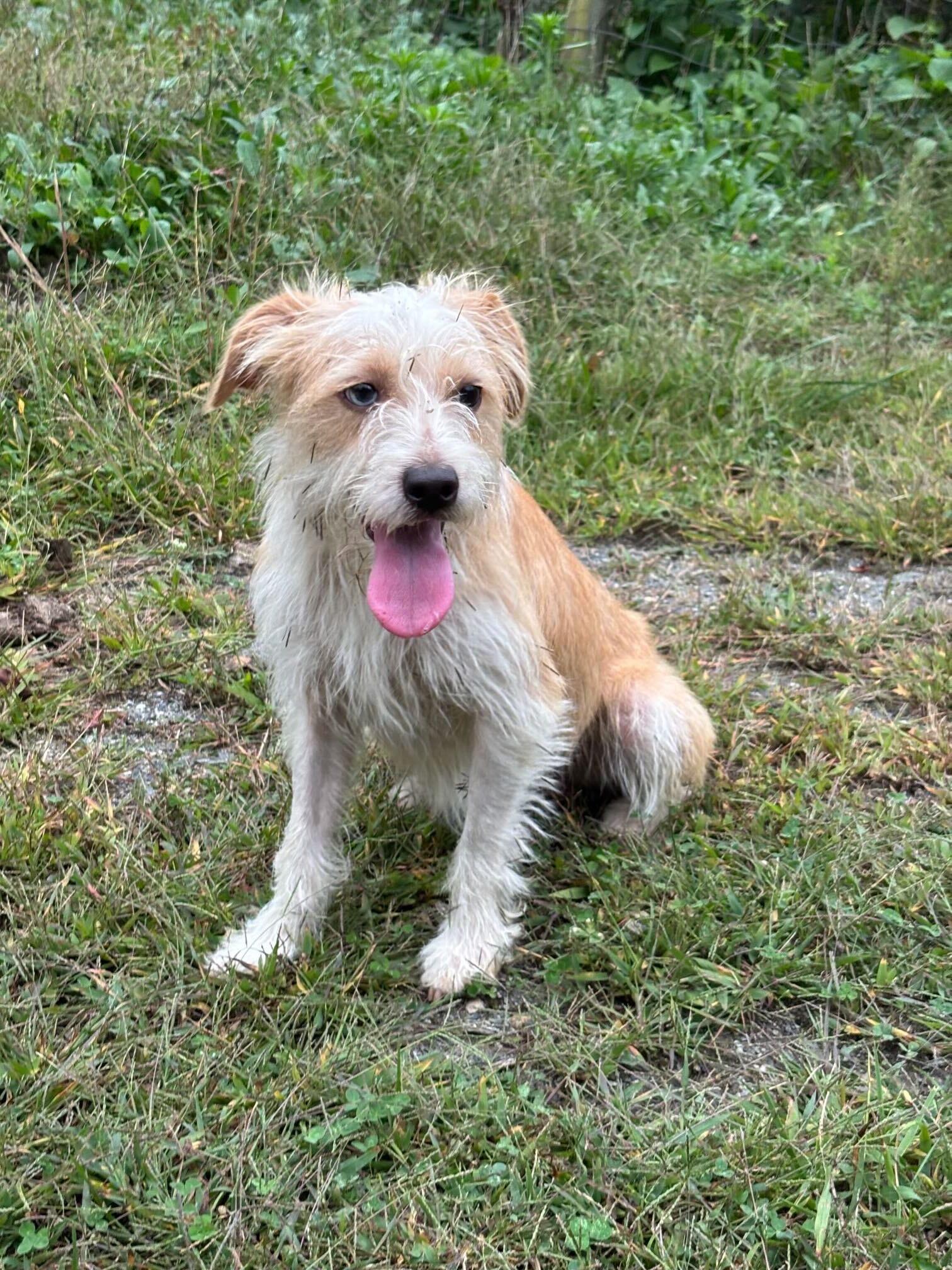 Enlarge Whispy, a Adoptable Terrier in Marshall, NC image 2/4