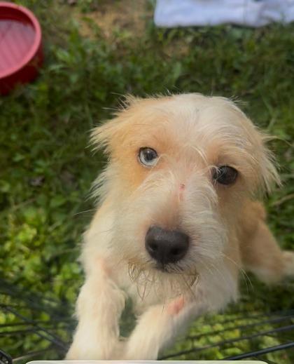 Enlarge Whispy, a Adoptable Terrier in Marshall, NC image 4/4