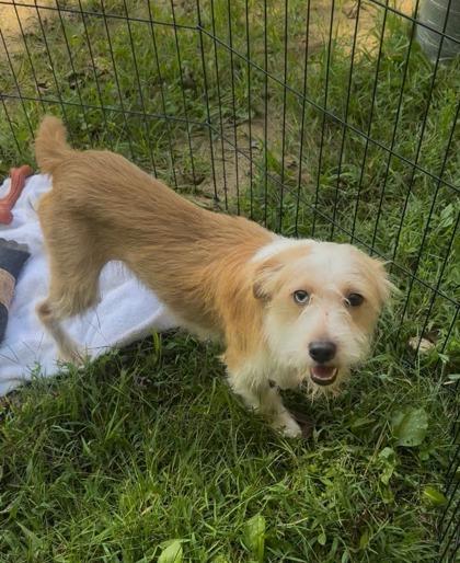 Enlarge Whispy, a Adoptable Terrier in Marshall, NC image 3/4
