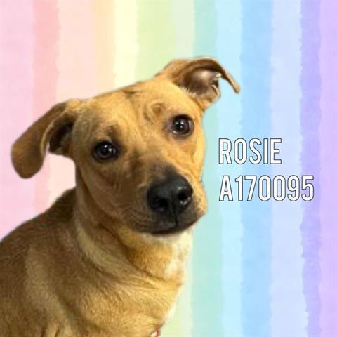 ROSIE, Adoptable, Young Female Labrador Retriever & Mixed Breed.