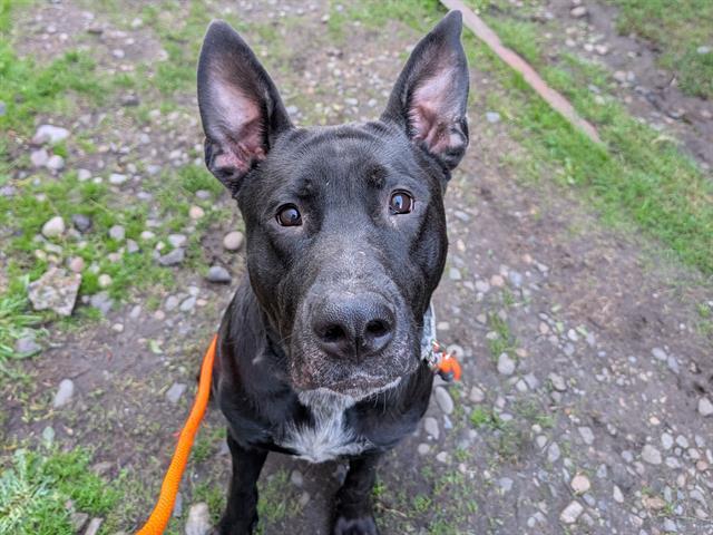 Enlarge WALTER, a Adoptable mixed breed in Tacoma, WA image 1/1