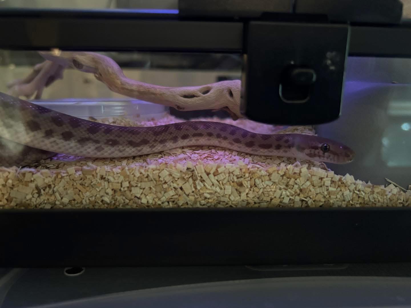 Enlarge AK children python, a ADOPTABLE Python in Concord, CA image 1/1