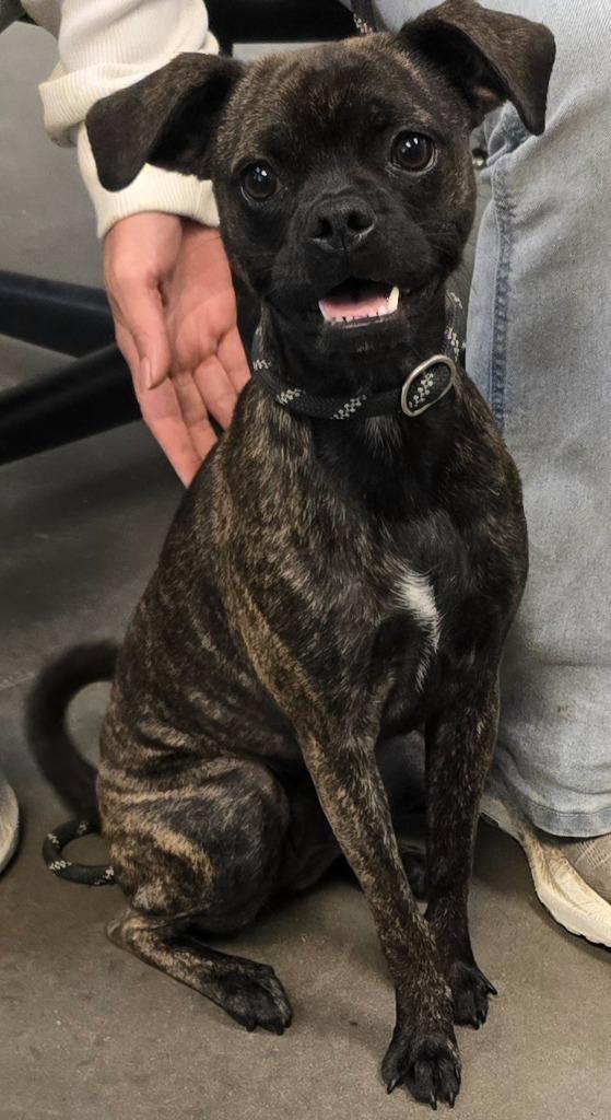 Henessey, Adoptable, Puppy Female French Bulldog & Boston Terrier.