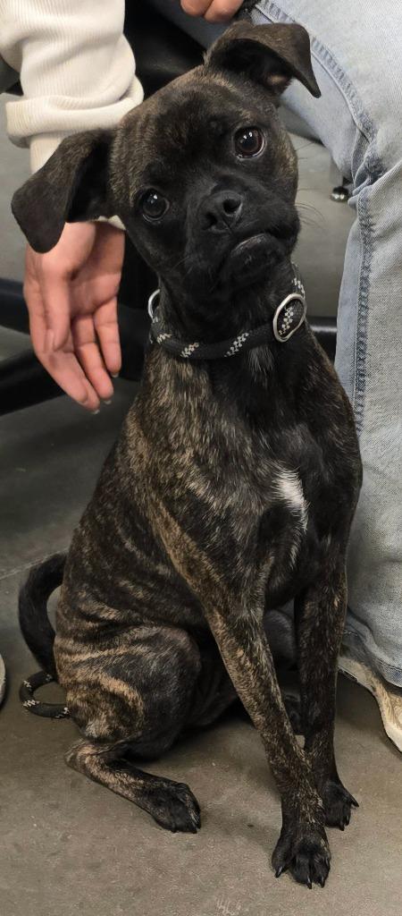 Enlarge Henessey, a Adoptable mixed breed in Murphysboro, IL image 2/2