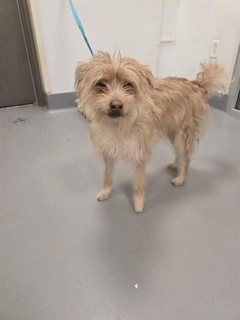 Enlarge Goldie, a Adoptable mixed breed in Portland, ME image 1/1