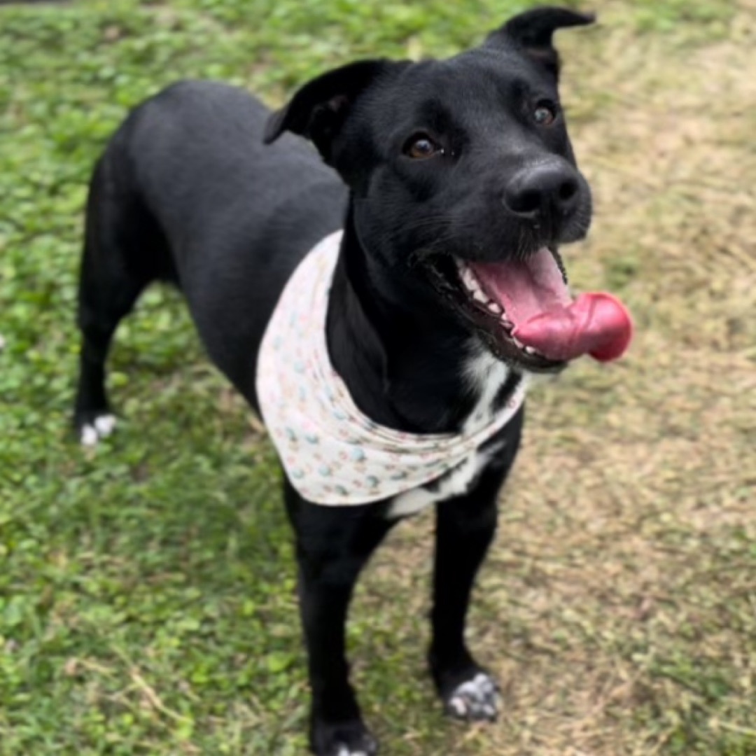 Chelsea — thumbnail 4