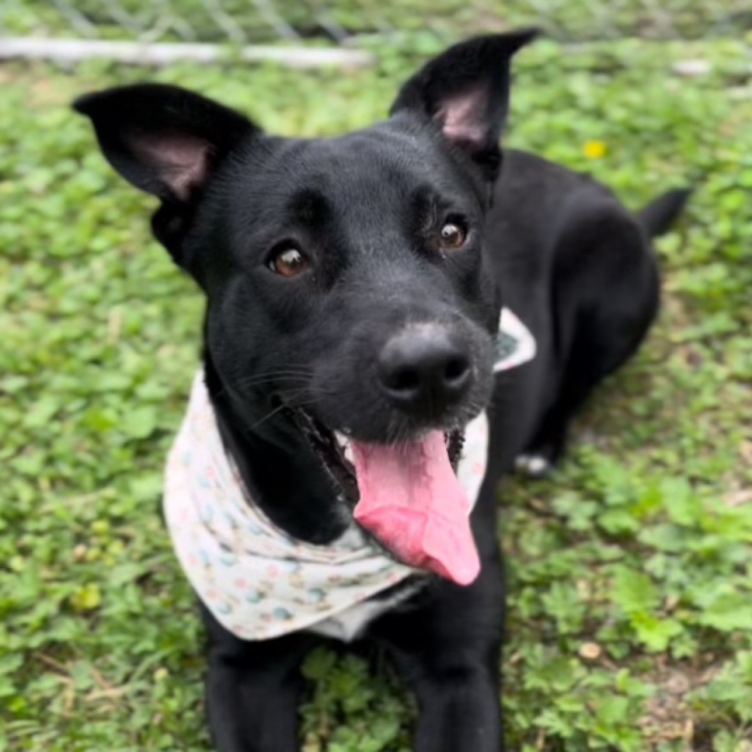 Chelsea — thumbnail 5