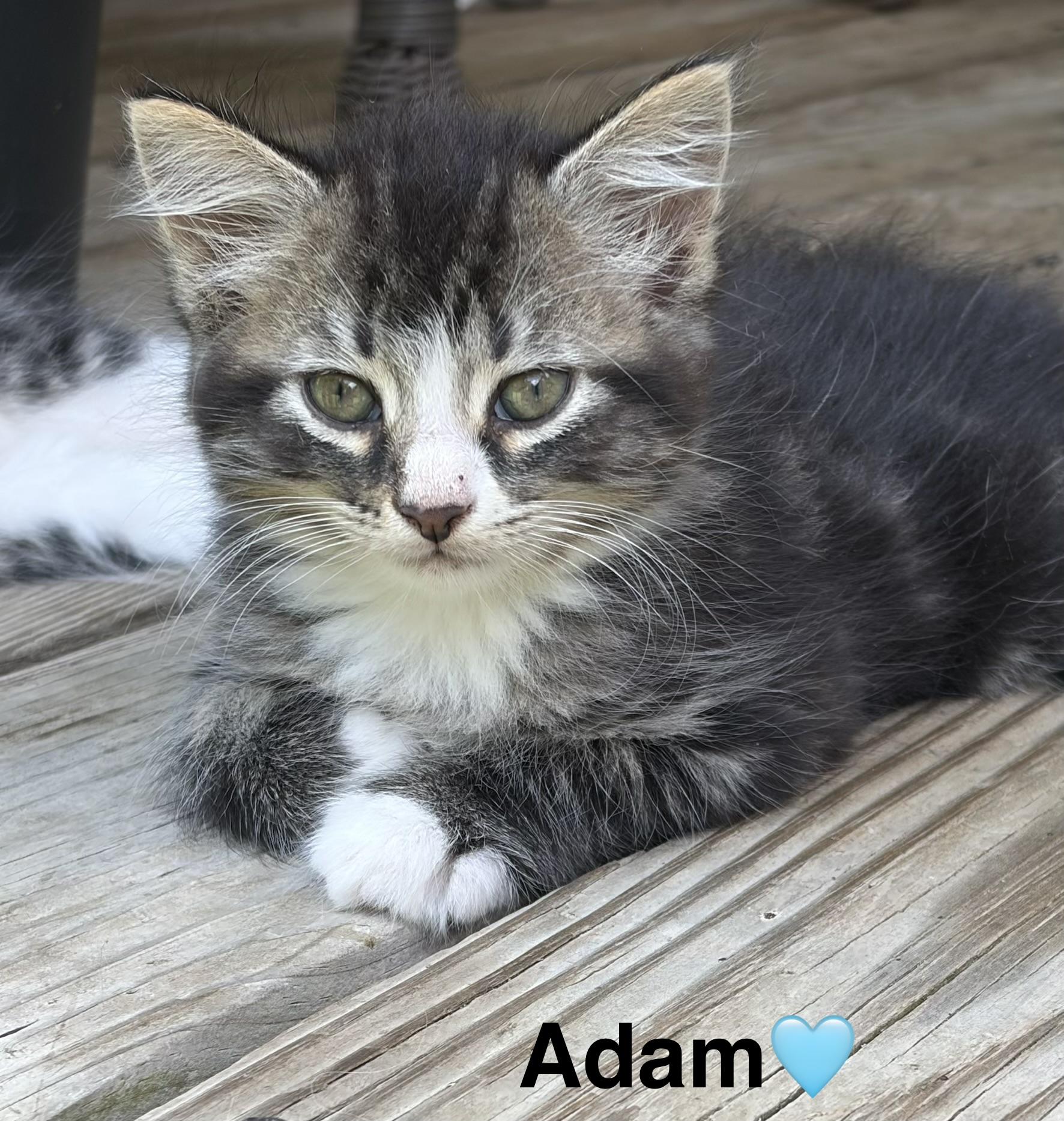 Adam, Adopted, Kitten Male Tabby.