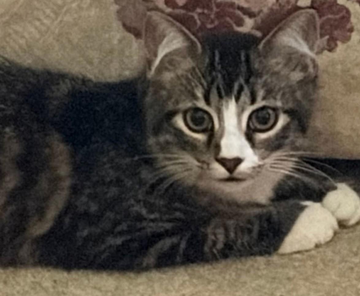 Enlarge Adam, a Adopted Tabby in Beckley, WV image 2/3