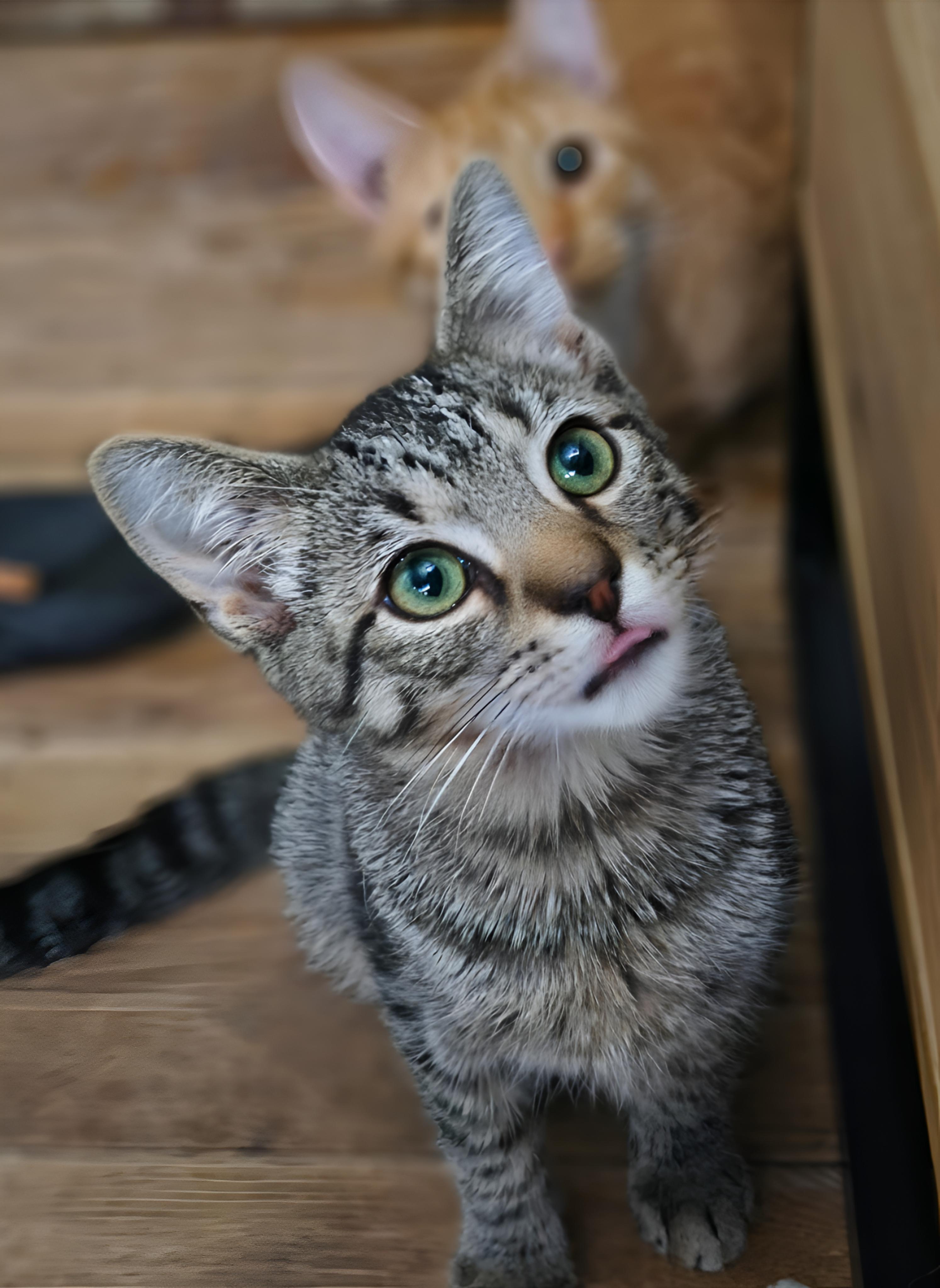 Pop (Popcorn Chicken), Adoptable, Young Male Domestic Short Hair.