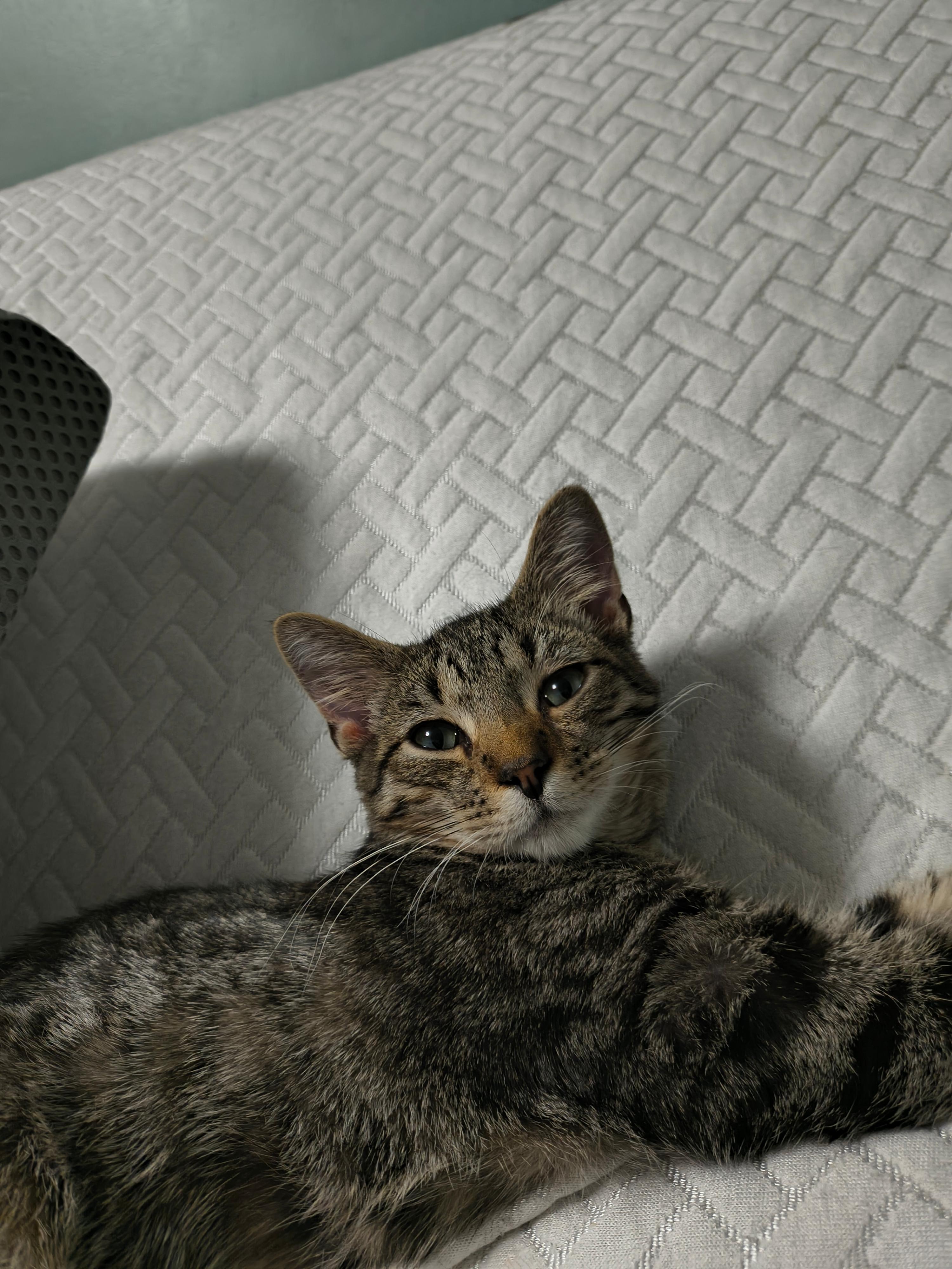 Enlarge Pop (Popcorn Chicken), a Adoptable Domestic Short Hair in Fuauay Varina, NC image 2/2