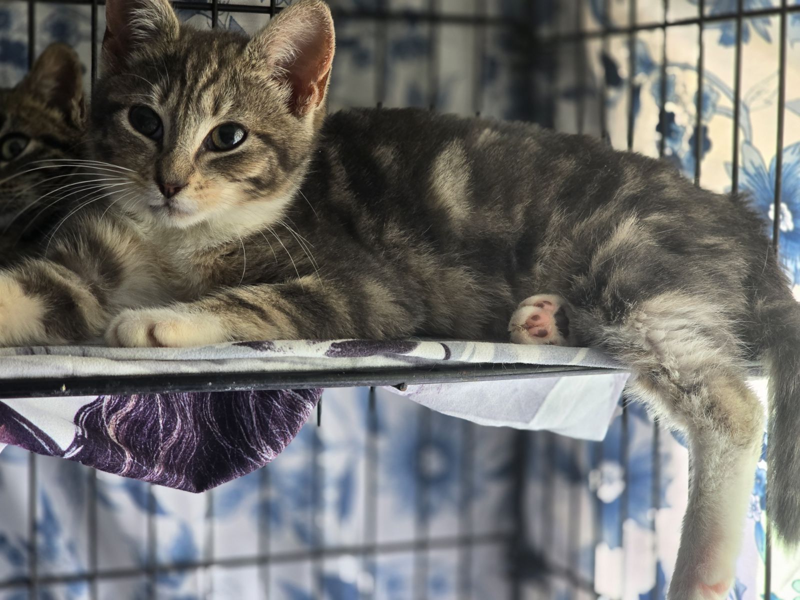 Enlarge Hex, a Adoptable Domestic Short Hair in Centerville, GA image 1/2