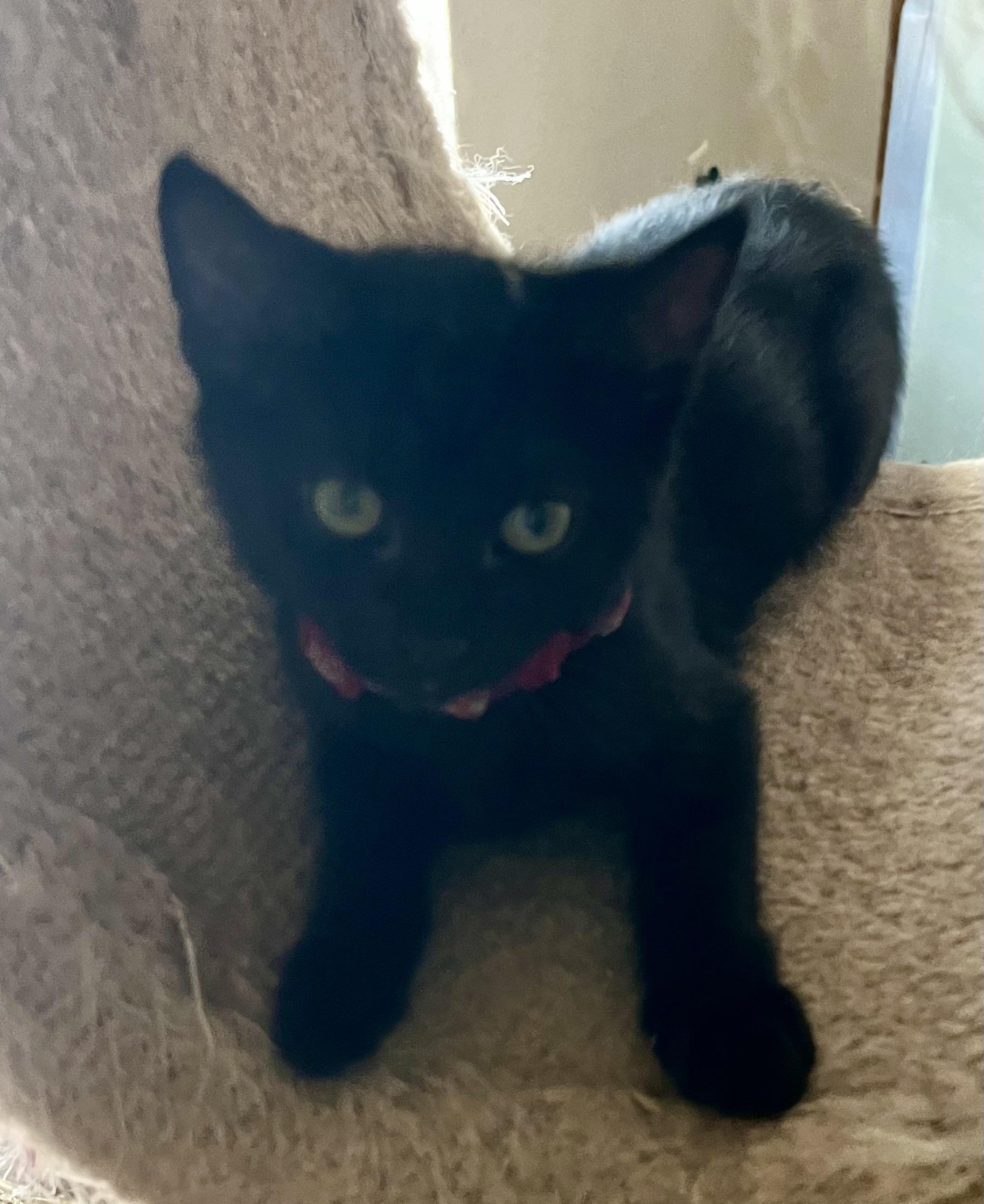 Lily, a ADOPTABLE Domestic Short Hair in Lancaster, CA image 5/6