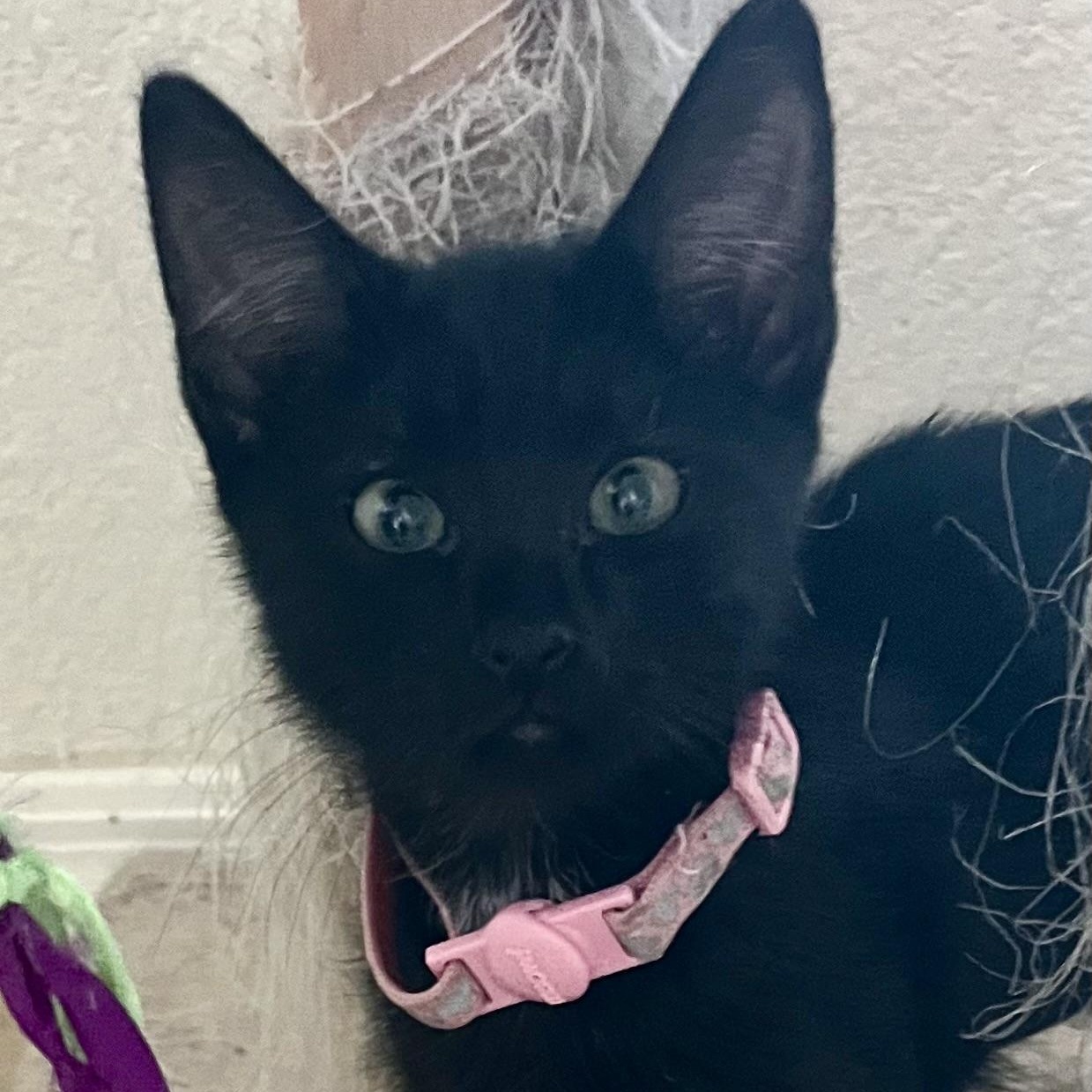Lily, ADOPTABLE, Kitten Female Domestic Short Hair.
