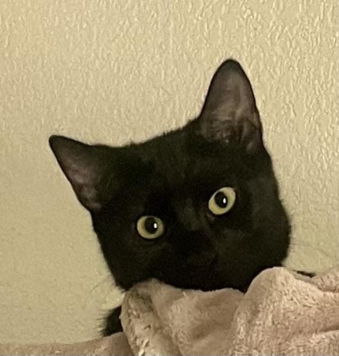 Enlarge Lily, a Adoptable Domestic Short Hair in Lancaster, CA image 1/6