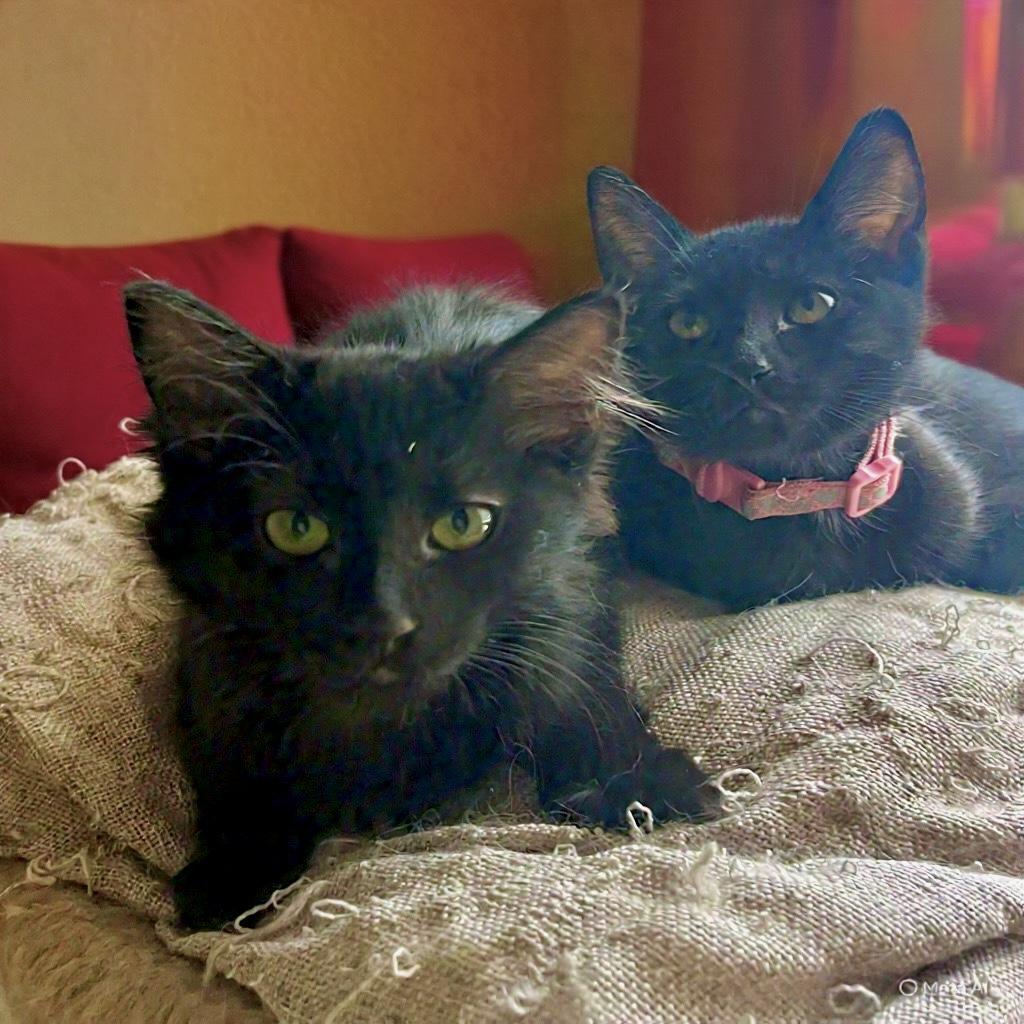 Lily, a ADOPTABLE Domestic Short Hair in Lancaster, CA image 3/6