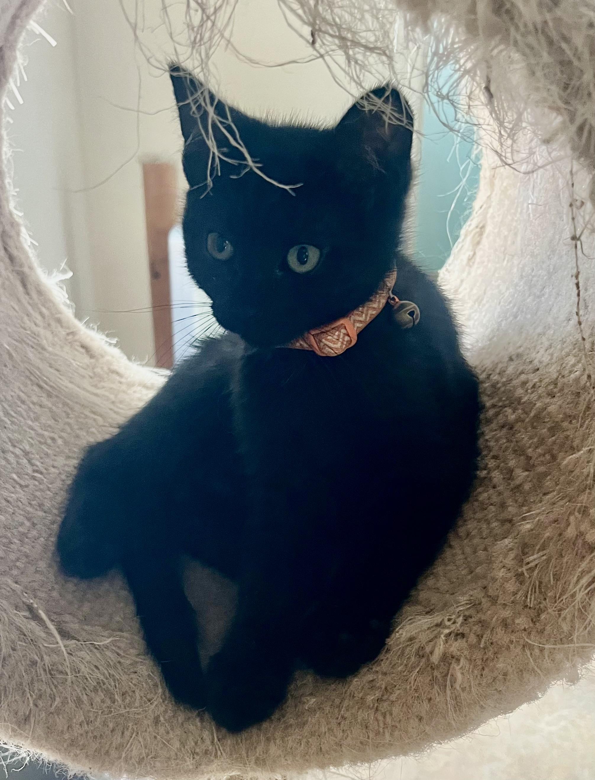 Lily, a ADOPTABLE Domestic Short Hair in Lancaster, CA image 4/6