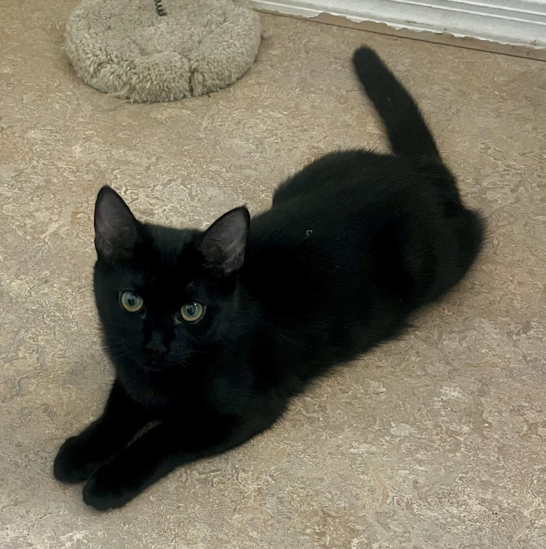 Enlarge Lily, a Adoptable Domestic Short Hair in Lancaster, CA image 6/6