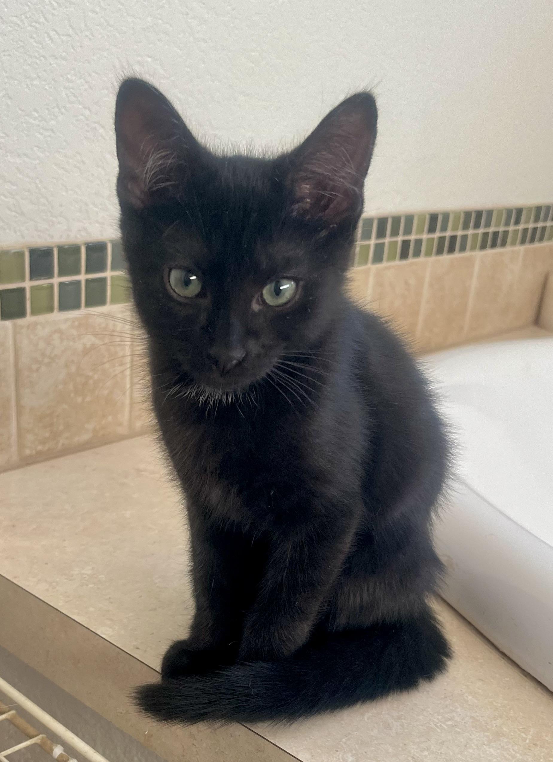 Lily, a ADOPTABLE Domestic Short Hair in Lancaster, CA image 6/6