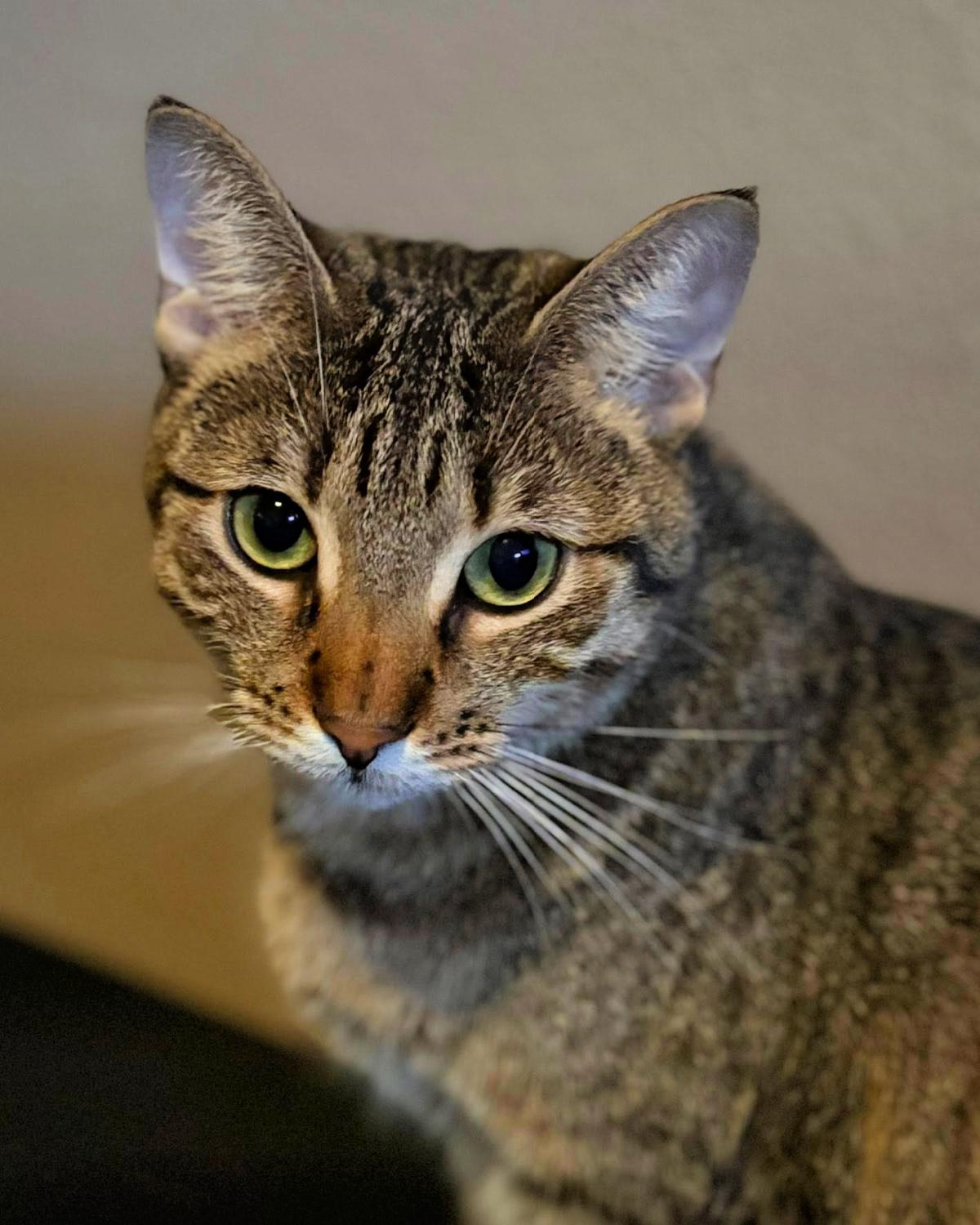 Millie, a Adoptable mixed breed in Frisco, TX image 4/4