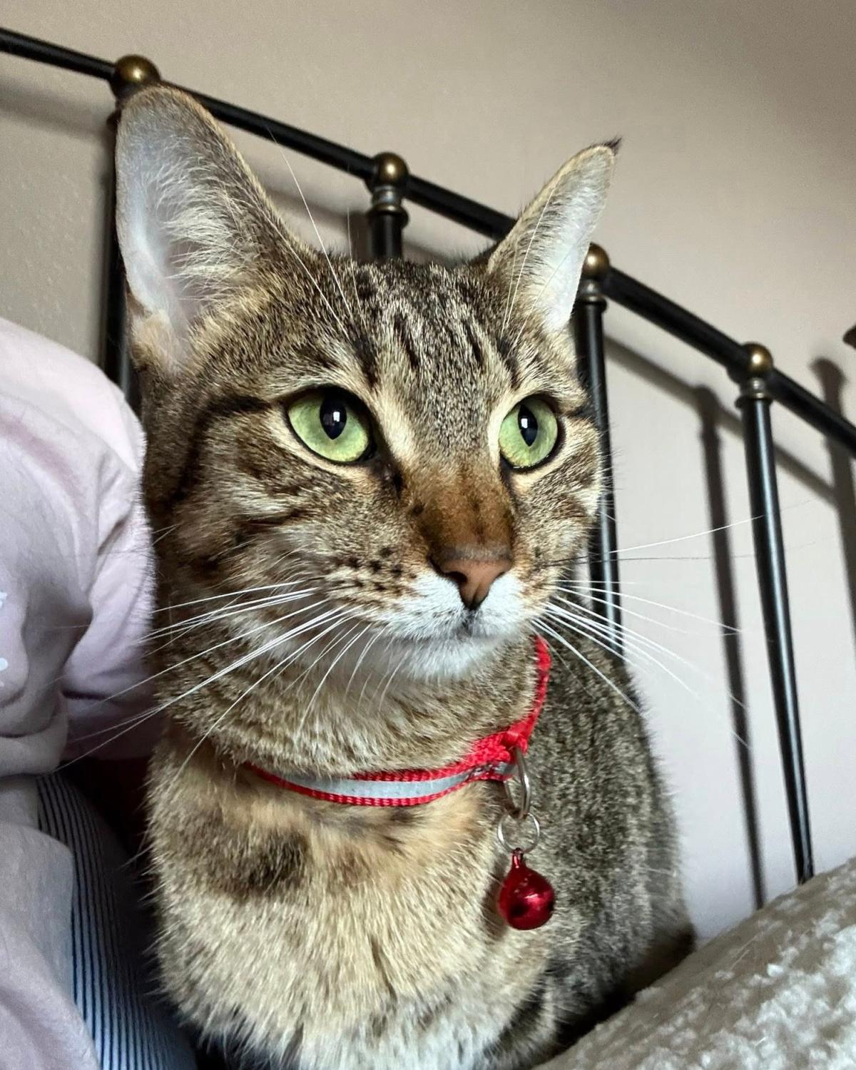 Millie, a Adoptable mixed breed in Frisco, TX image 2/4