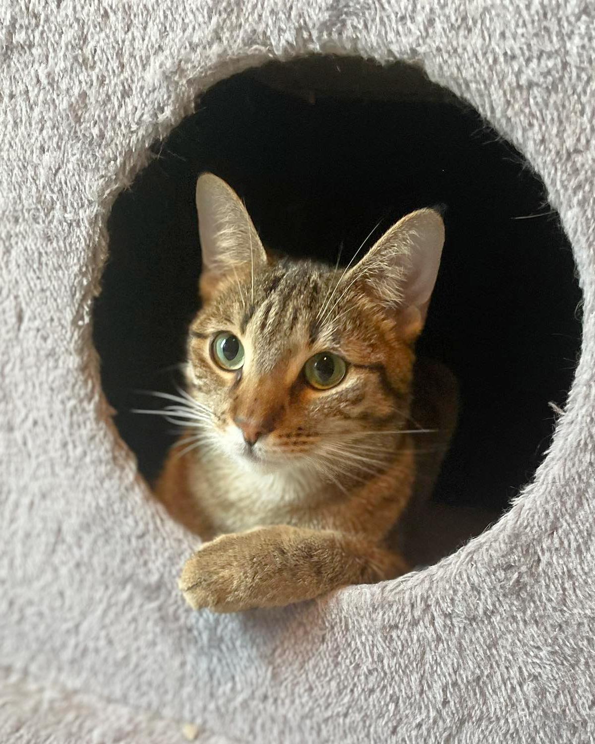 Millie, Adoptable, Adult Female Domestic Short Hair.