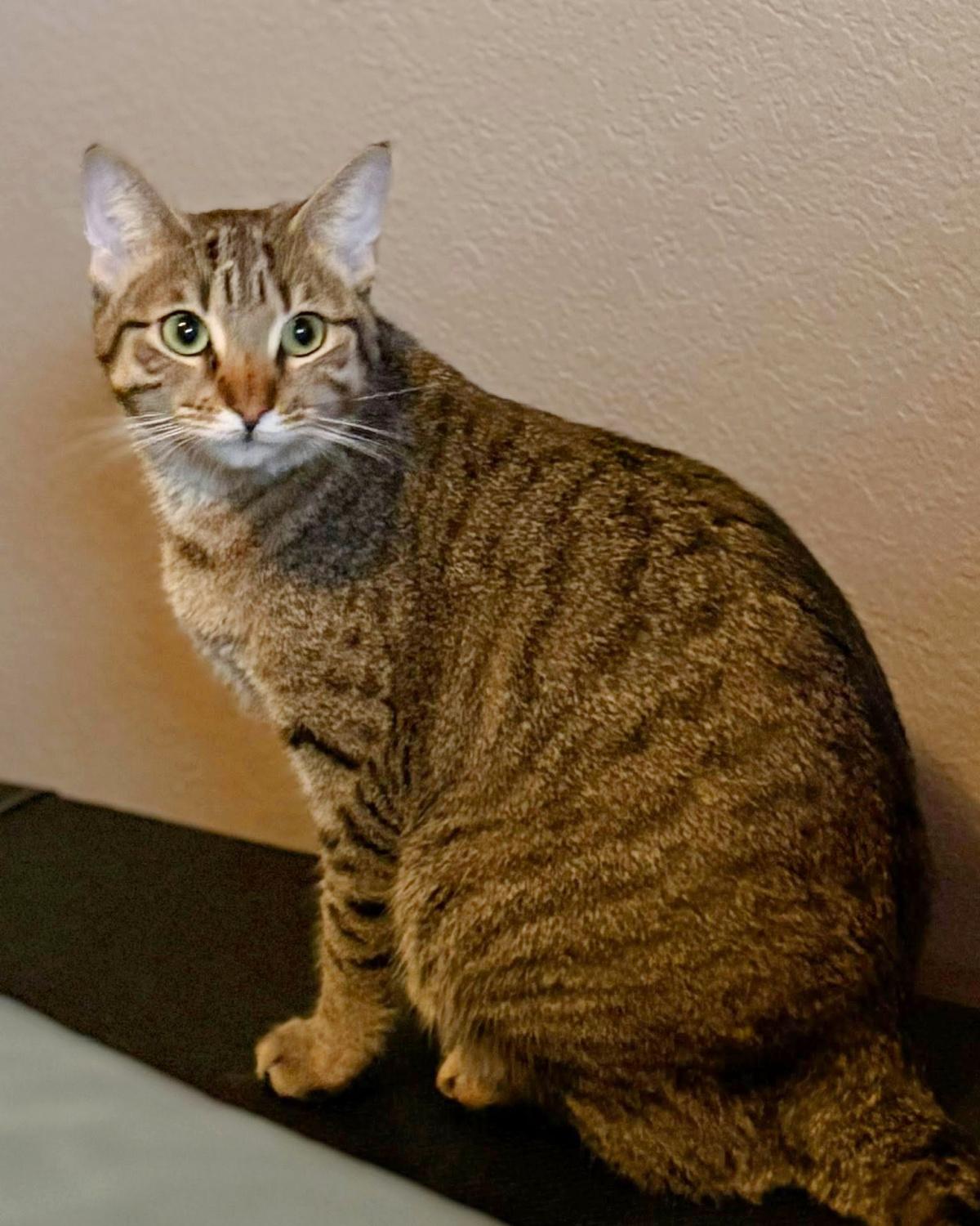 Millie, a Adoptable mixed breed in Frisco, TX image 3/4