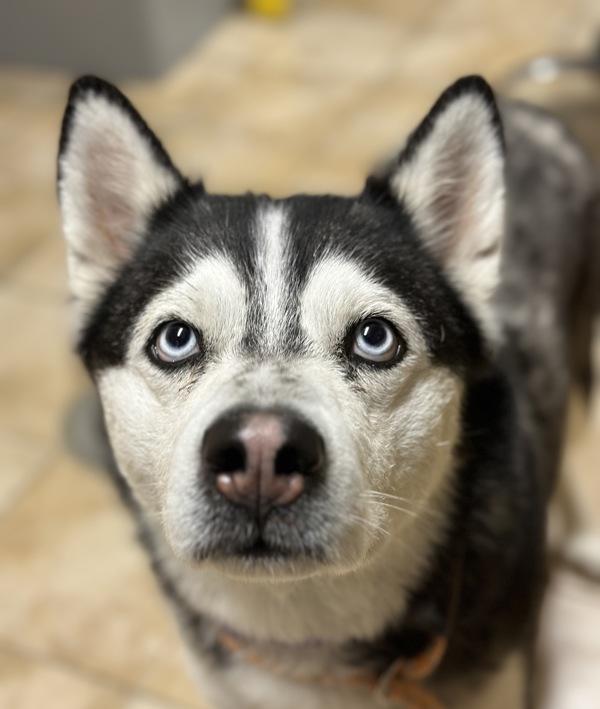 Penny, Adoptable, Adult Female Siberian Husky.