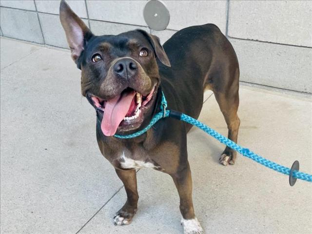 ERYKAH, Adoptable, Adult Female Pit Bull Terrier.