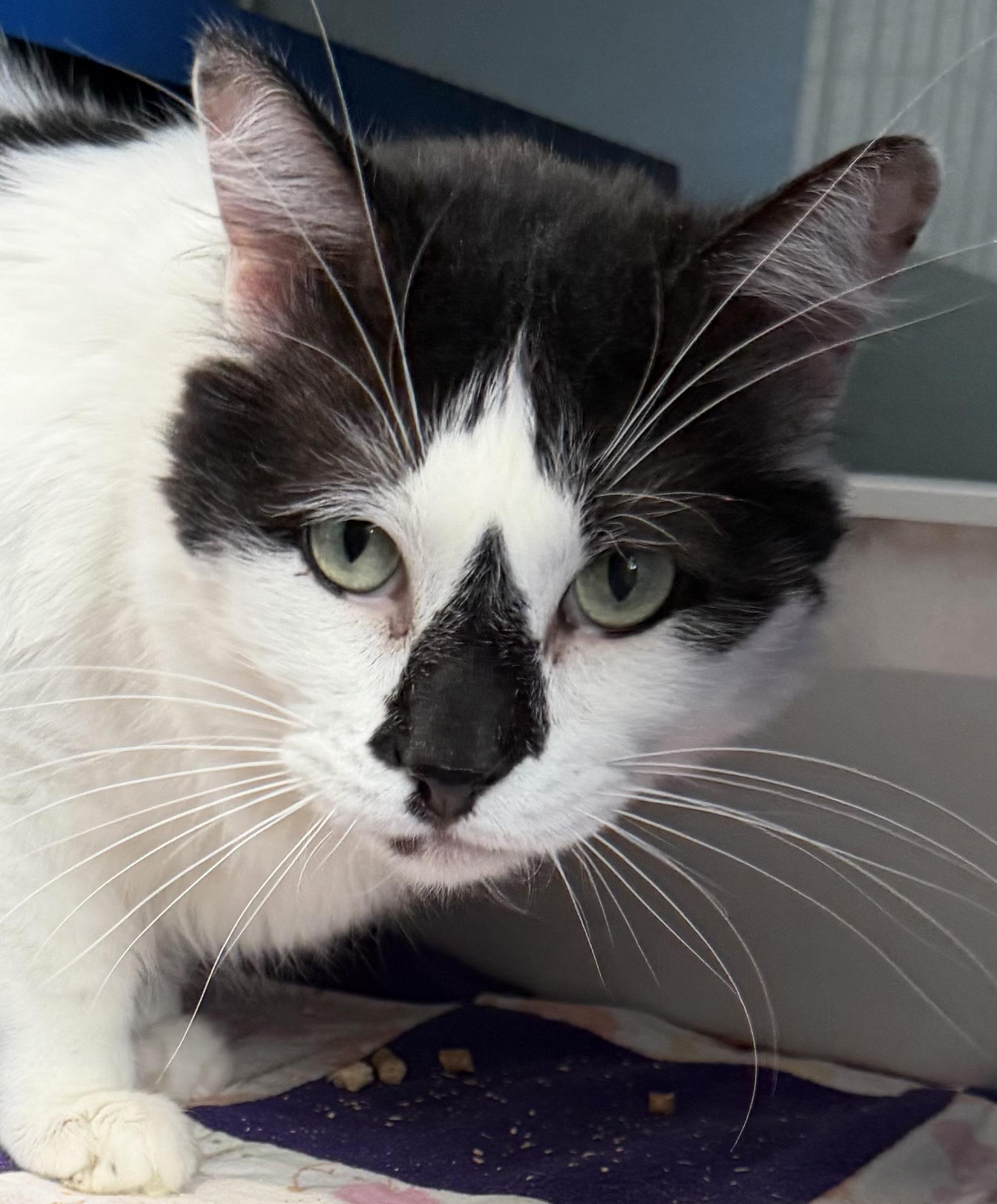 Goon, a ADOPTABLE Domestic Short Hair in Sault Sainte Marie, MI image 3/5
