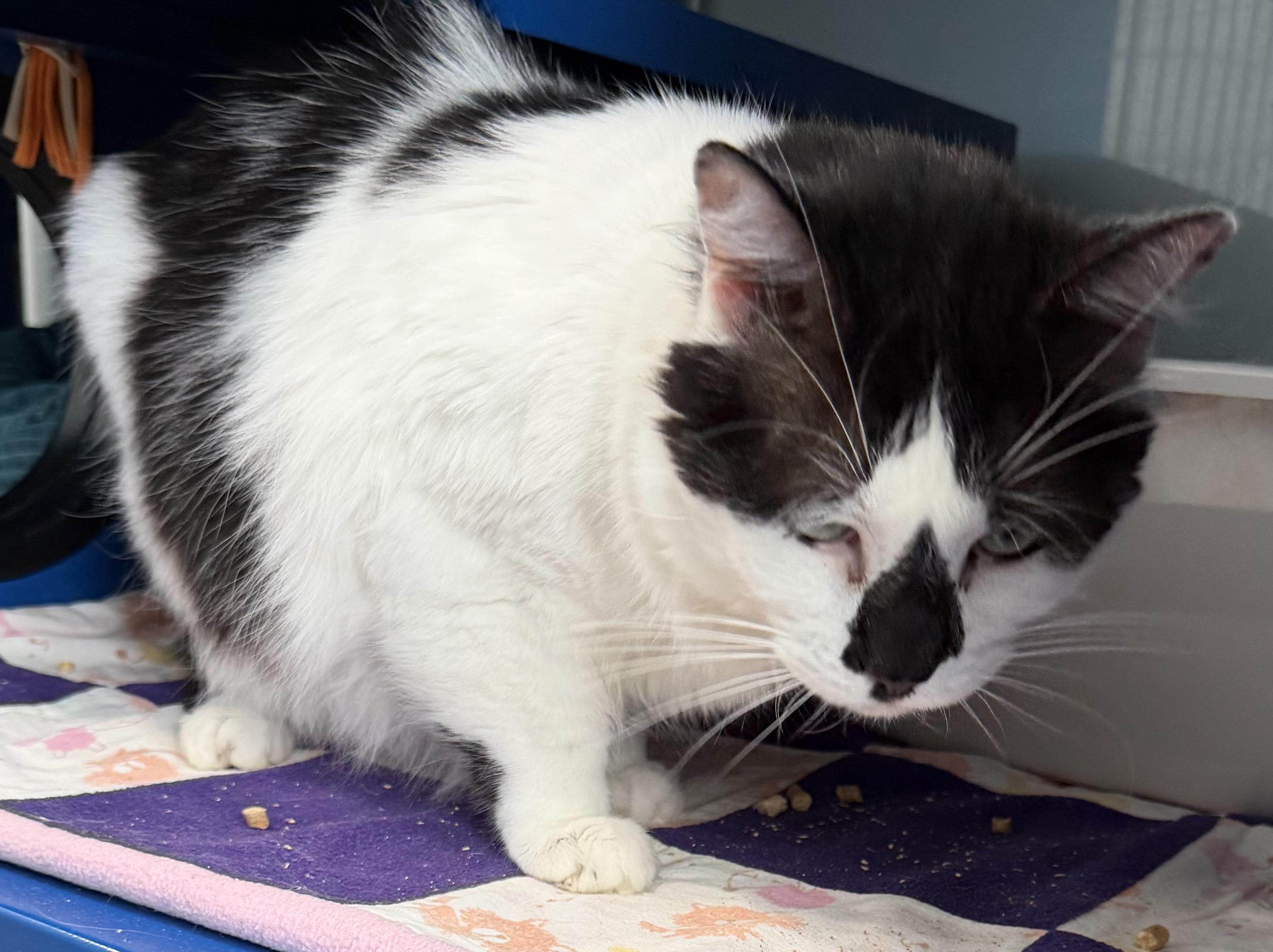 Goon, a ADOPTABLE Domestic Short Hair in Sault Sainte Marie, MI image 4/5