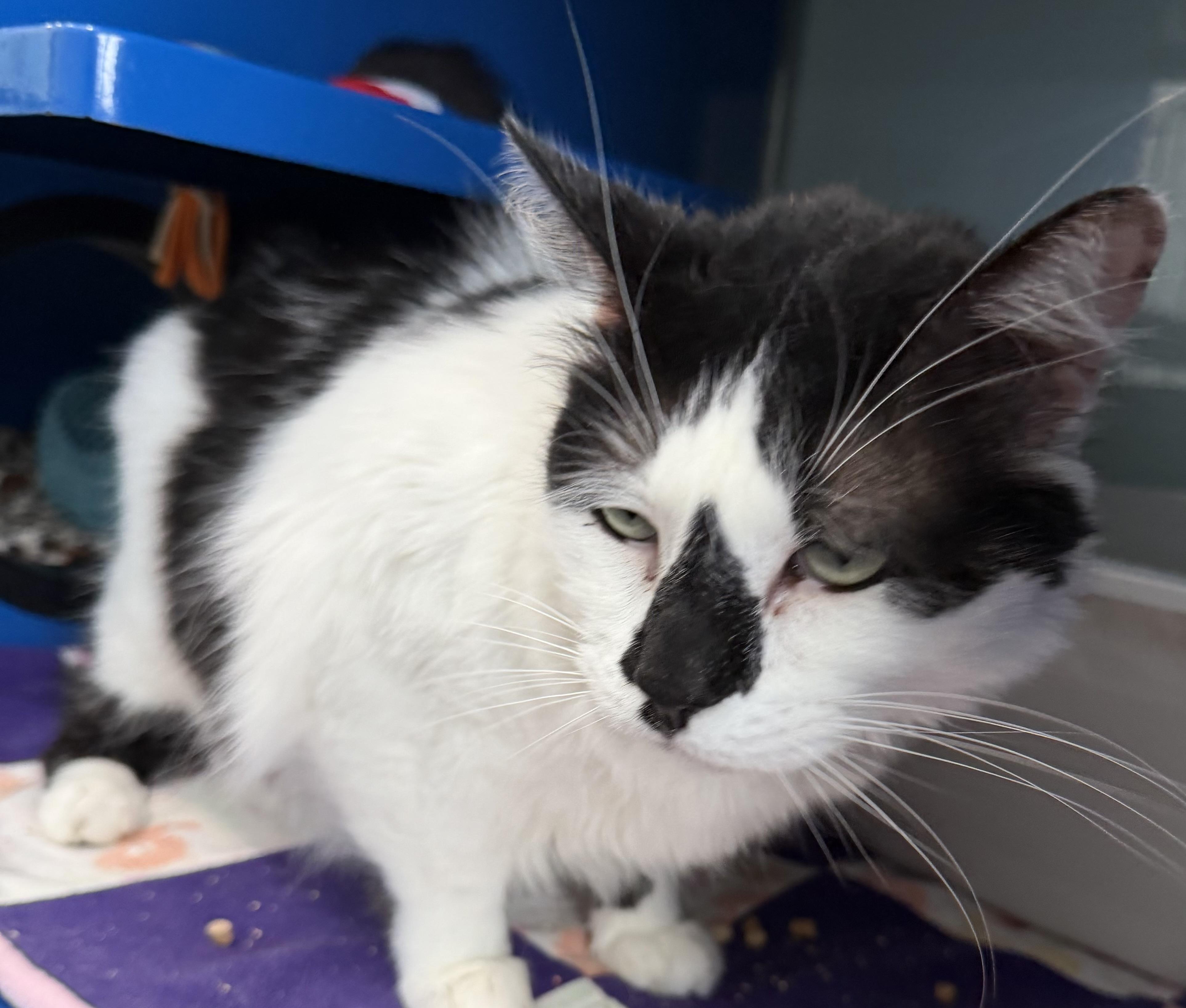 Goon, a ADOPTABLE Domestic Short Hair in Sault Sainte Marie, MI image 5/5
