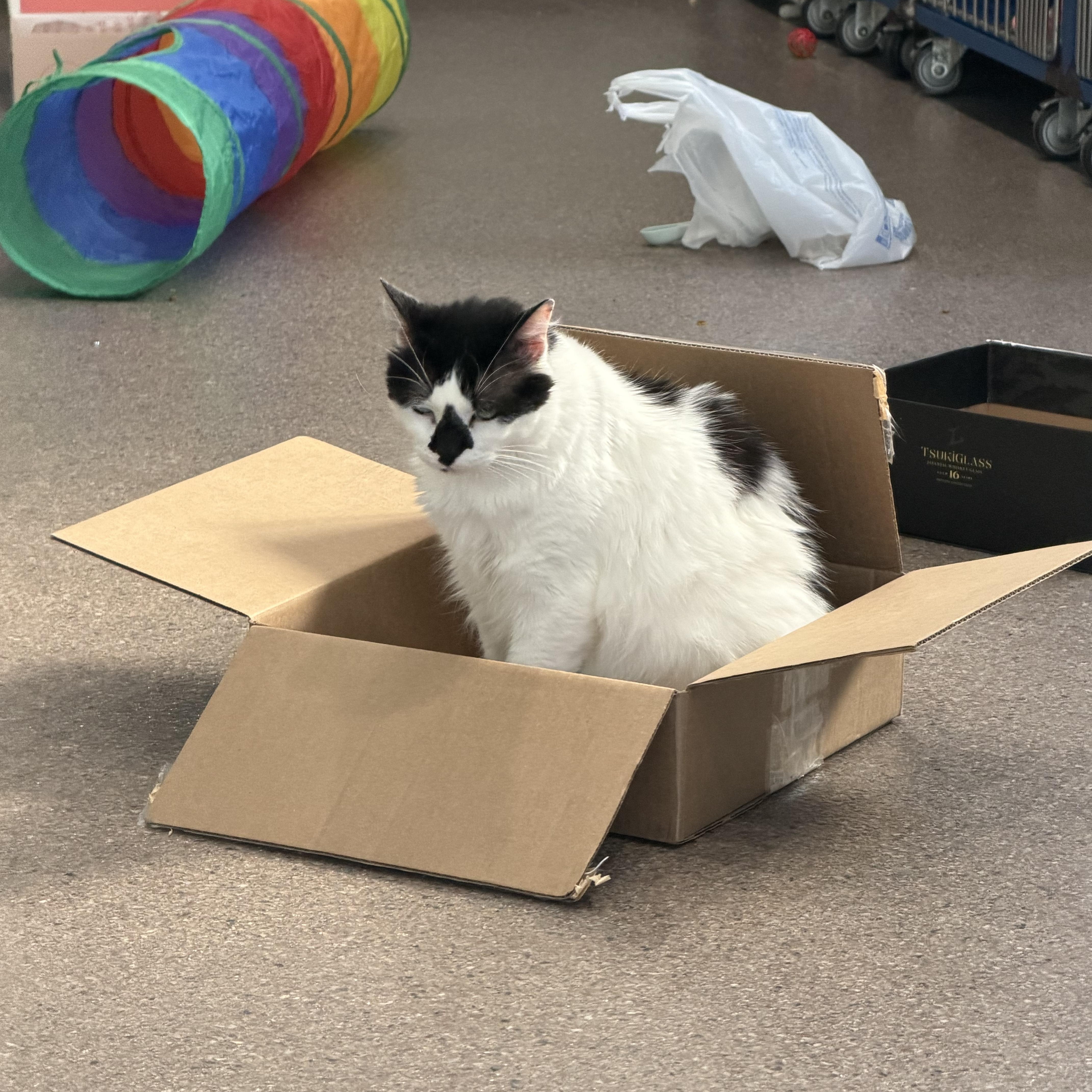 Goon, ADOPTABLE, Adult Male Domestic Short Hair.