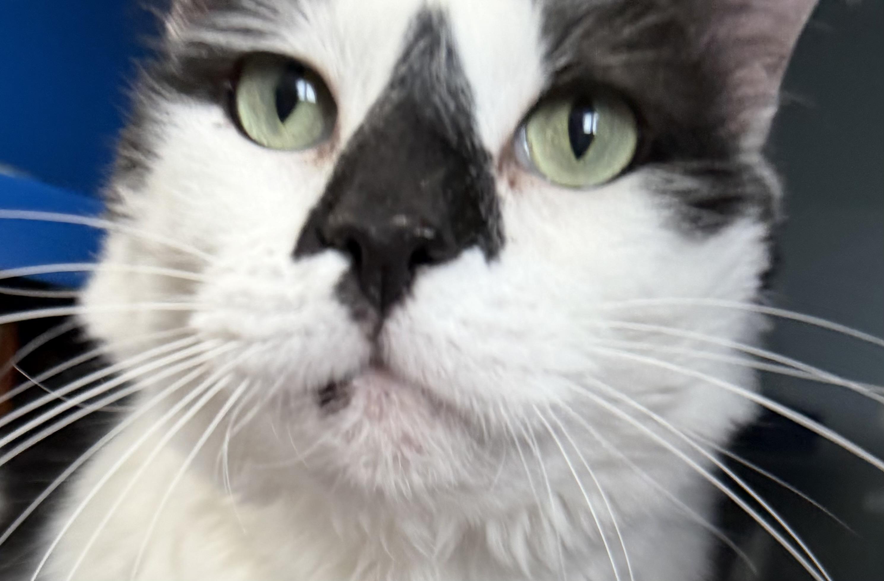 Goon, a ADOPTABLE Domestic Short Hair in Sault Sainte Marie, MI image 2/5