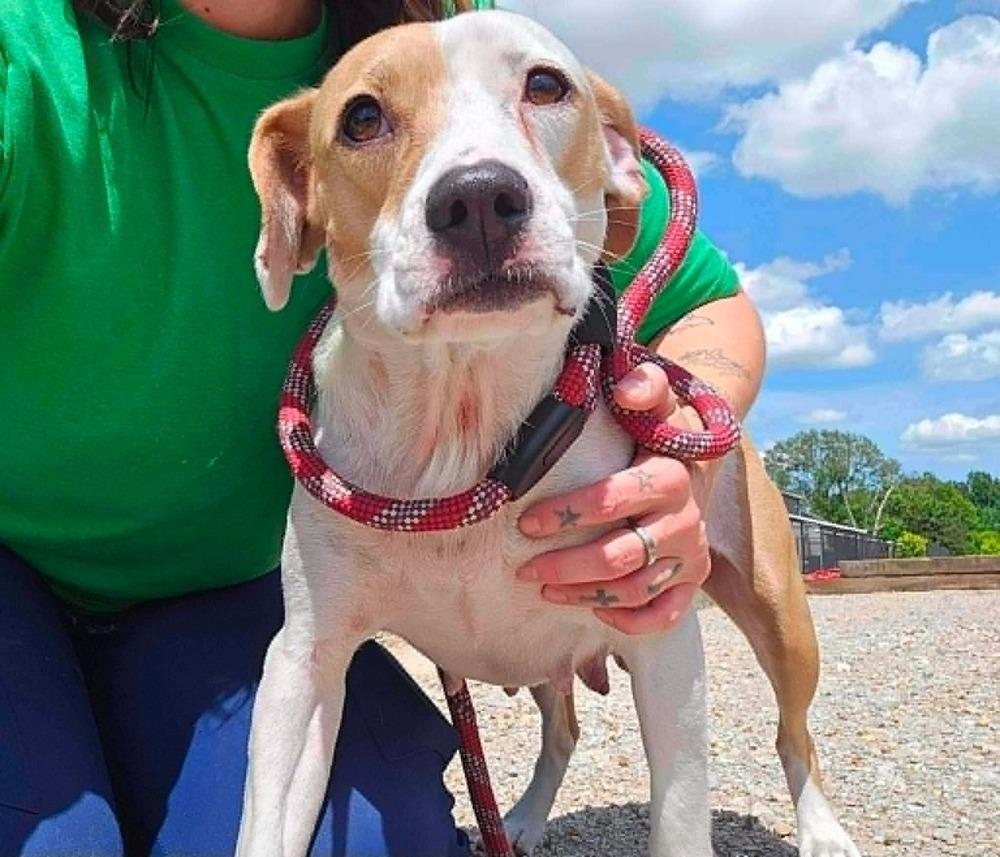 Enlarge Queenie (Mom Tiny 10 2026), a Adoptable mixed breed in Wenonah, NJ image 1/1