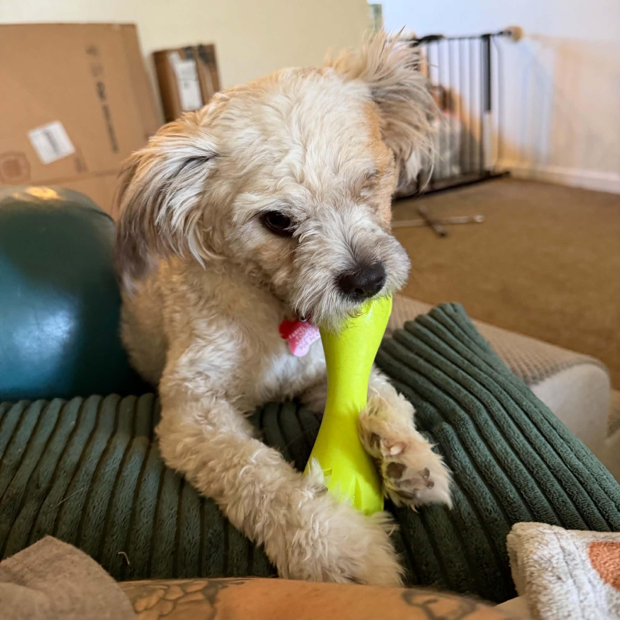 Enlarge Scout, a Adoptable mixed breed in Boulder, CO image 5/6