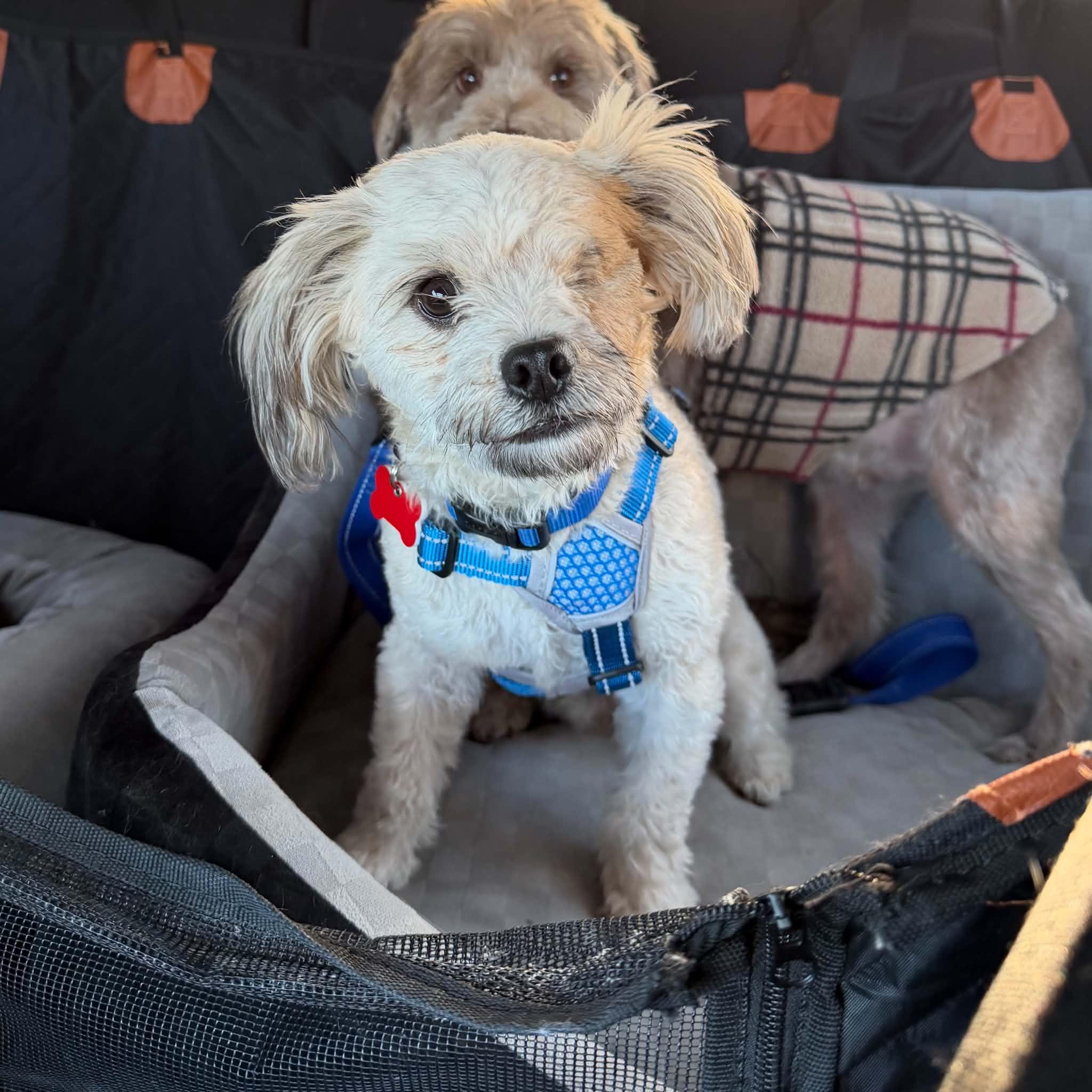 Enlarge Scout, a Adoptable mixed breed in Boulder, CO image 2/6