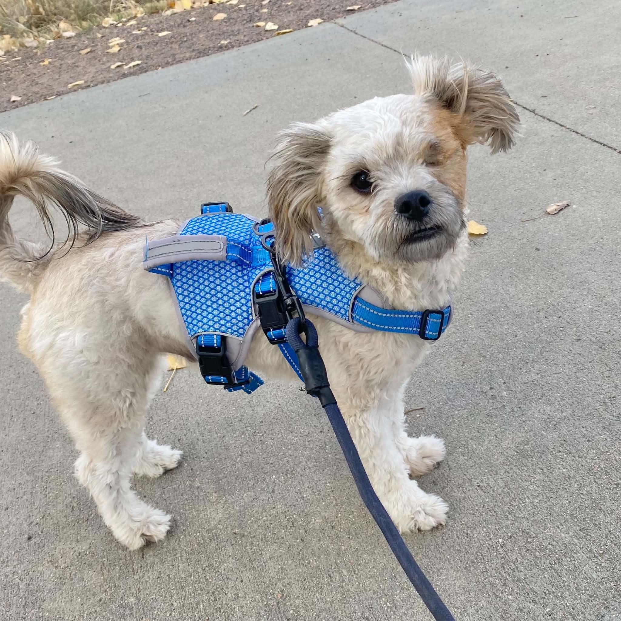 Enlarge Scout, a Adoptable mixed breed in Boulder, CO image 1/6
