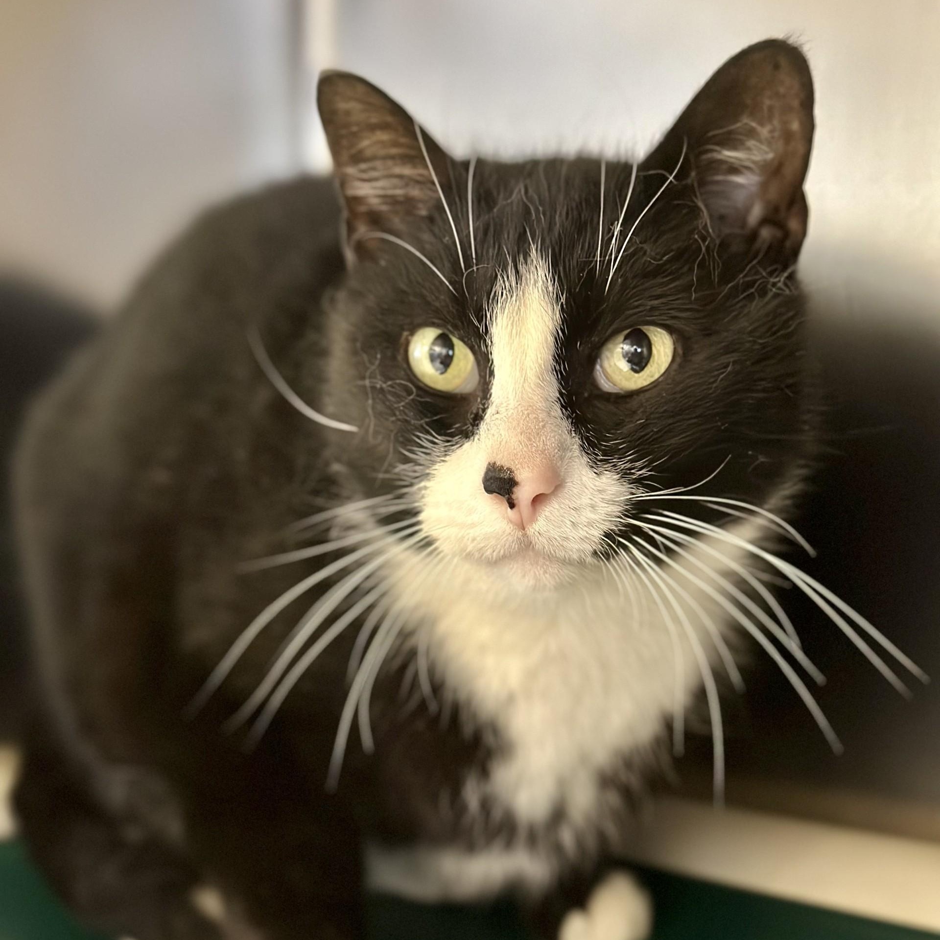 Enlarge Dexter , a ADOPTABLE Domestic Short Hair in Manahawkin, NJ image 2/5