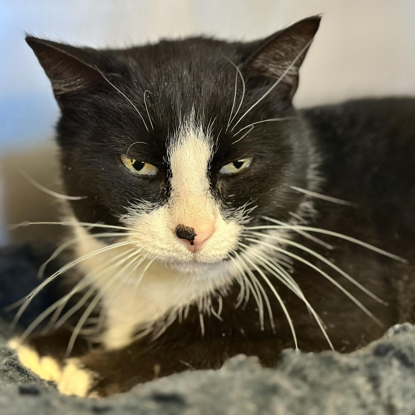 Enlarge Dexter , a ADOPTABLE Domestic Short Hair in Manahawkin, NJ image 5/5