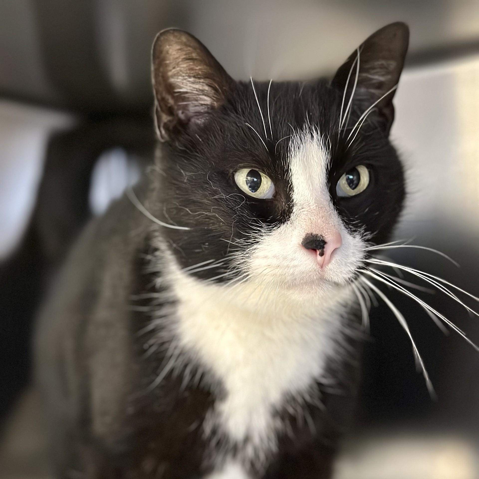 Dexter , ADOPTABLE, Senior Male Domestic Short Hair.