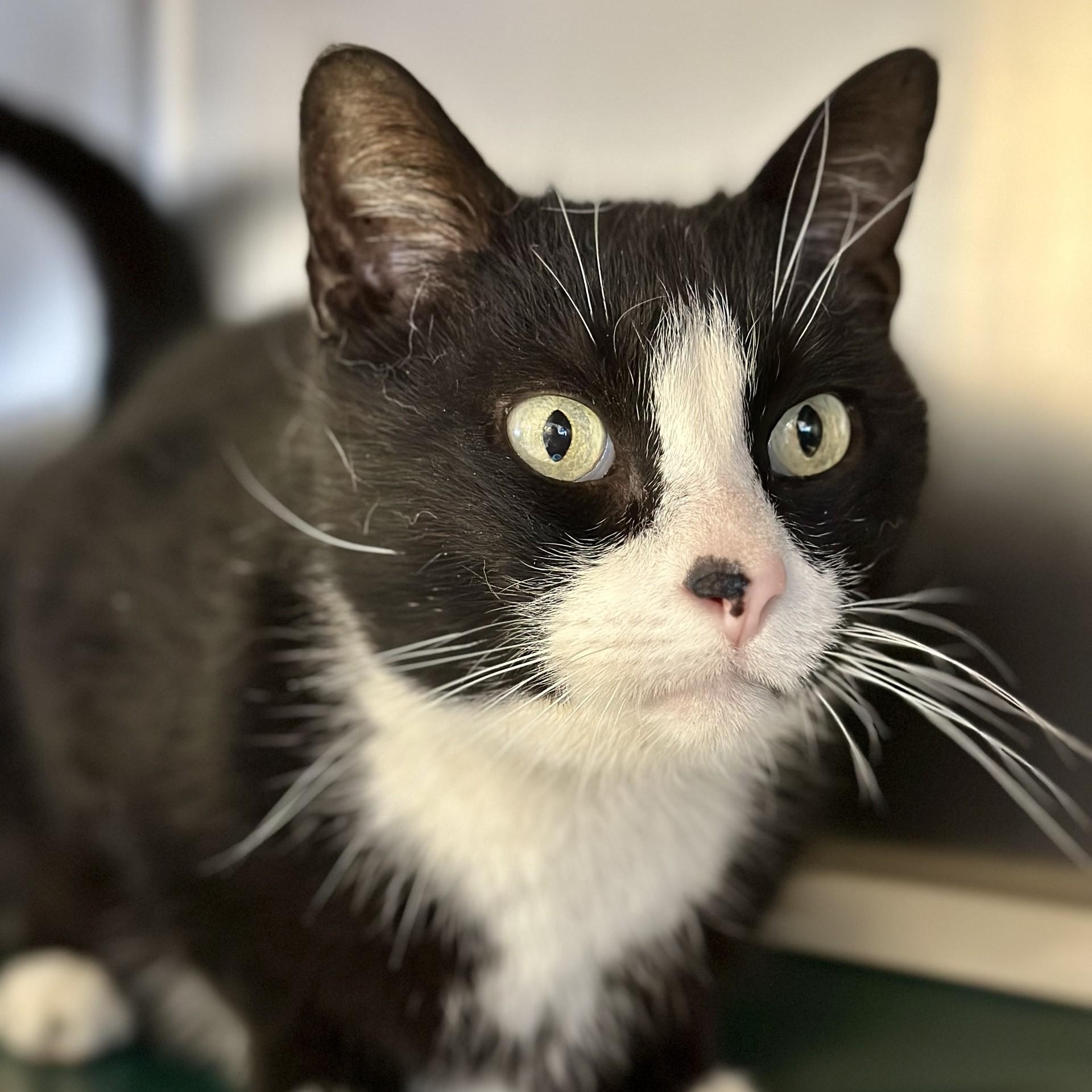 Enlarge Dexter , a ADOPTABLE Domestic Short Hair in Manahawkin, NJ image 3/5