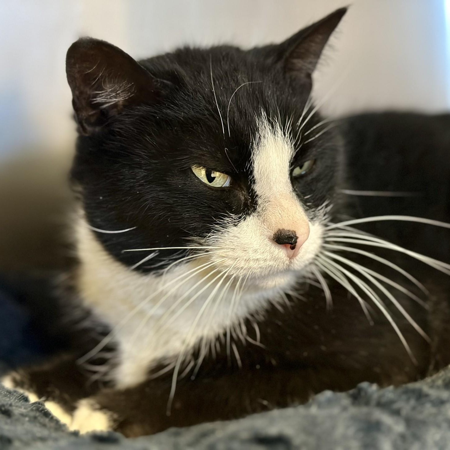 Dexter , ADOPTABLE, Senior Male Domestic Short Hair.
