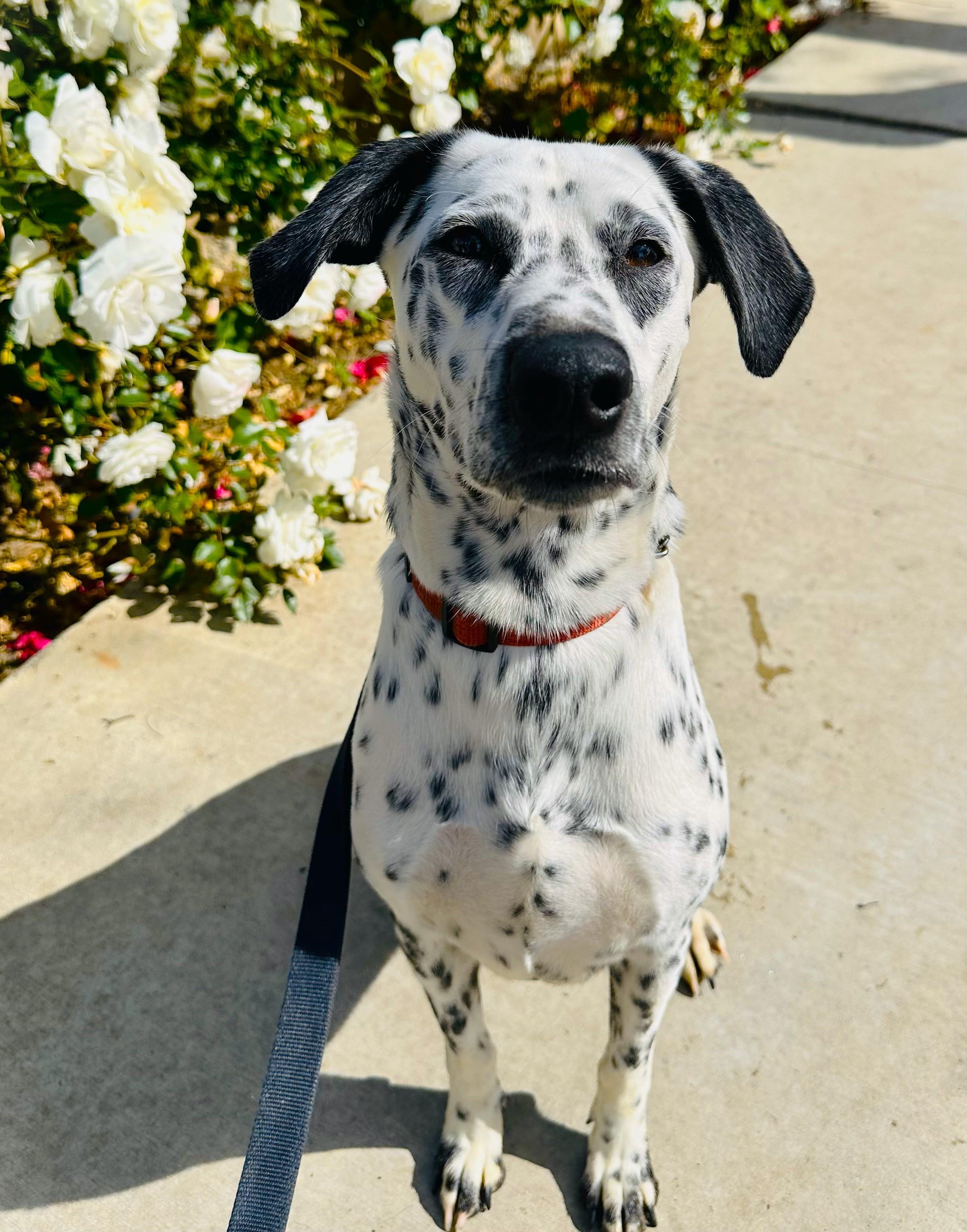 Enlarge Veronica ADOPTED, a Adopted Dalmatian in Newport Beach, CA image 1/1