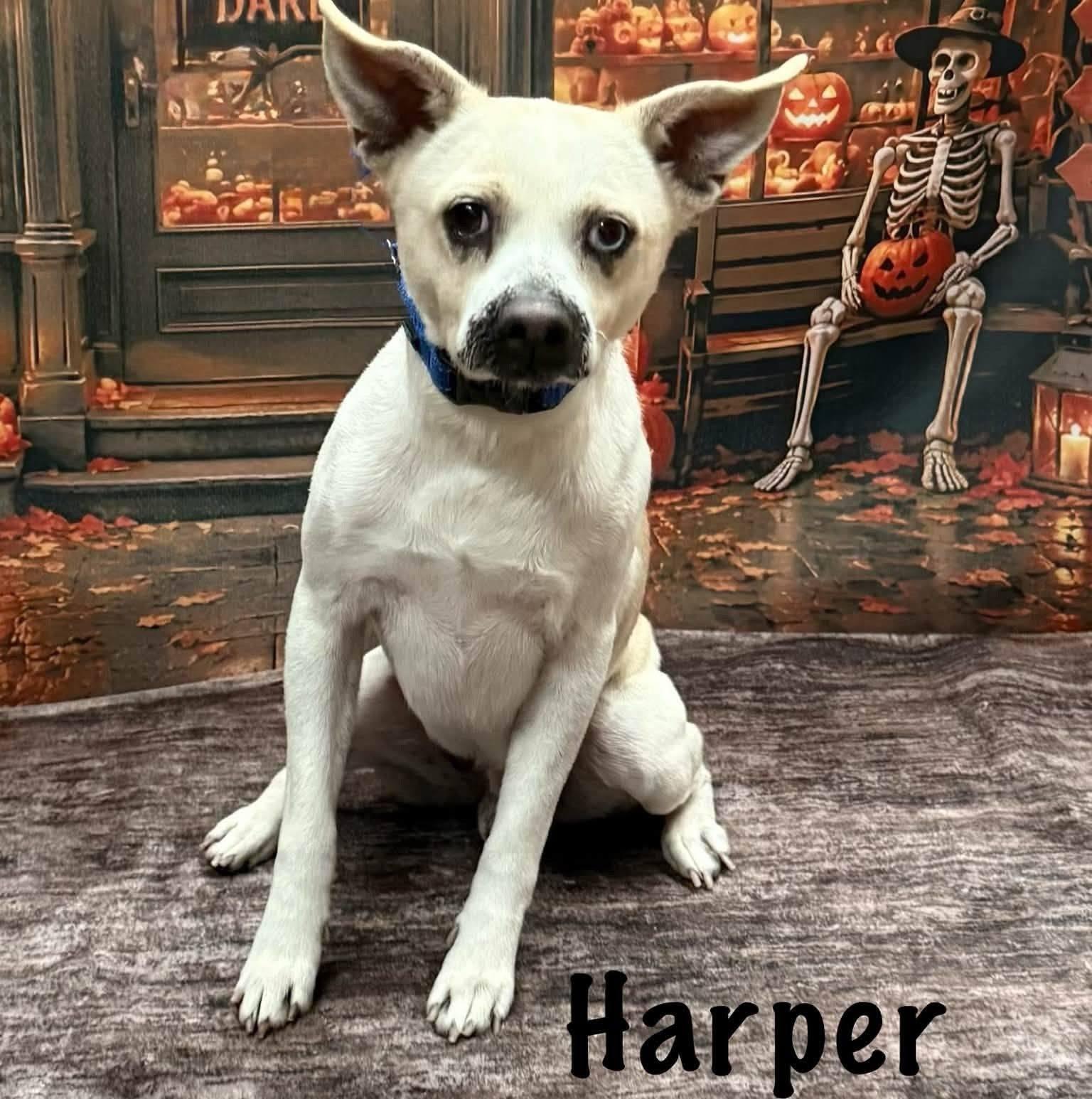 Enlarge Harper, a Adoptable mixed breed in Albany, NY image 6/6