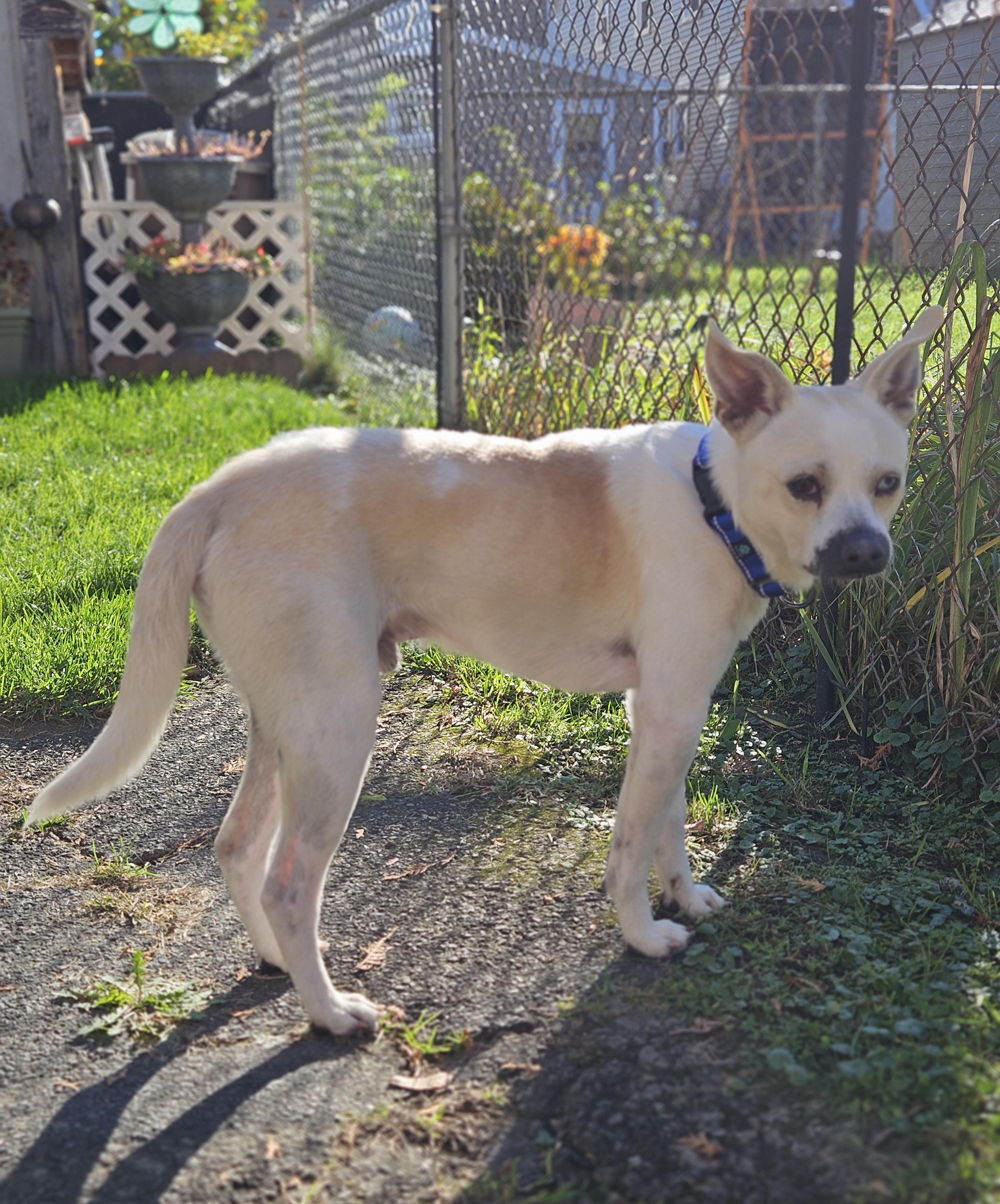 Enlarge Harper, a Adoptable mixed breed in Albany, NY image 5/6