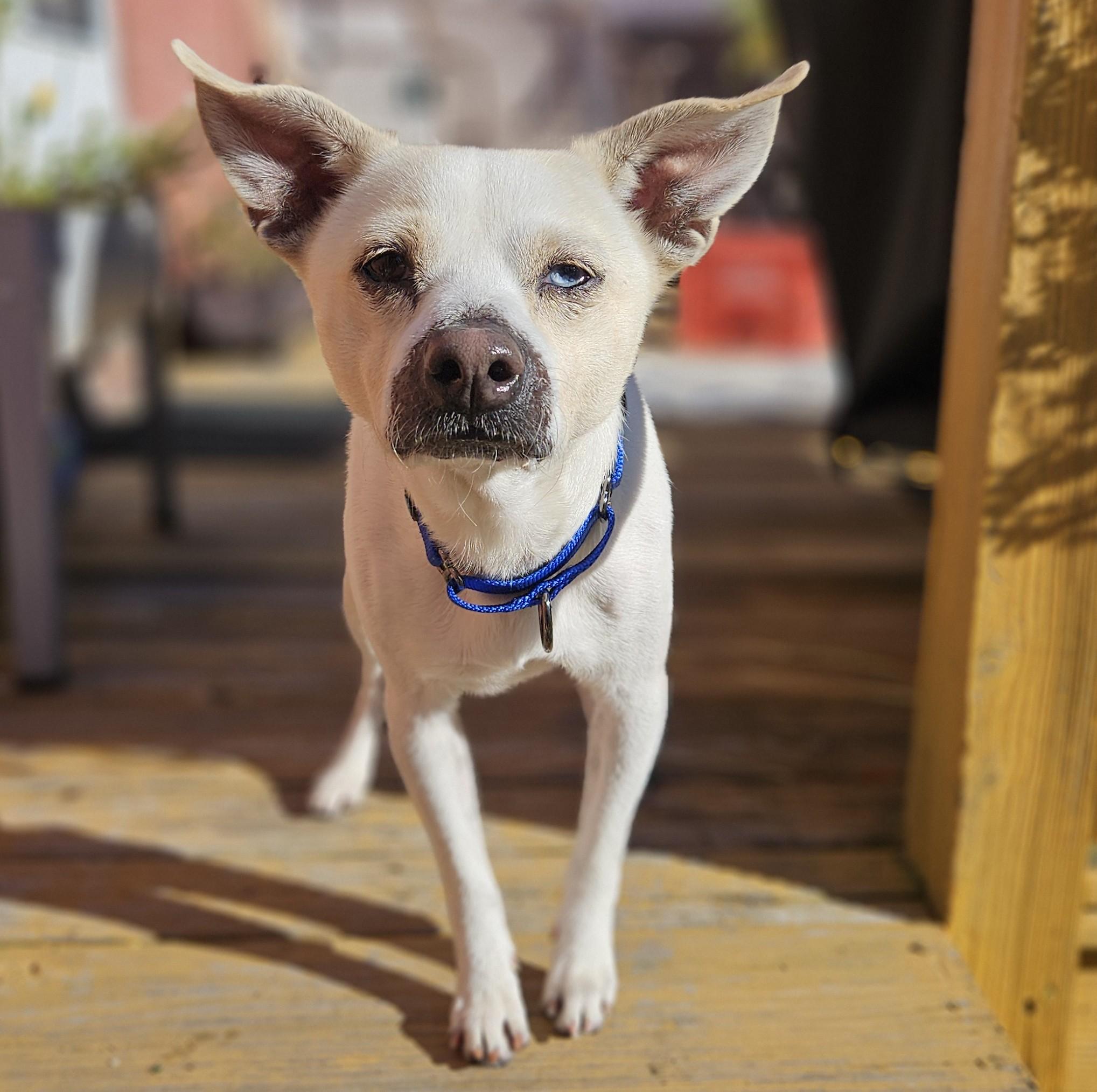 Enlarge Harper, a Adoptable mixed breed in Albany, NY image 2/6